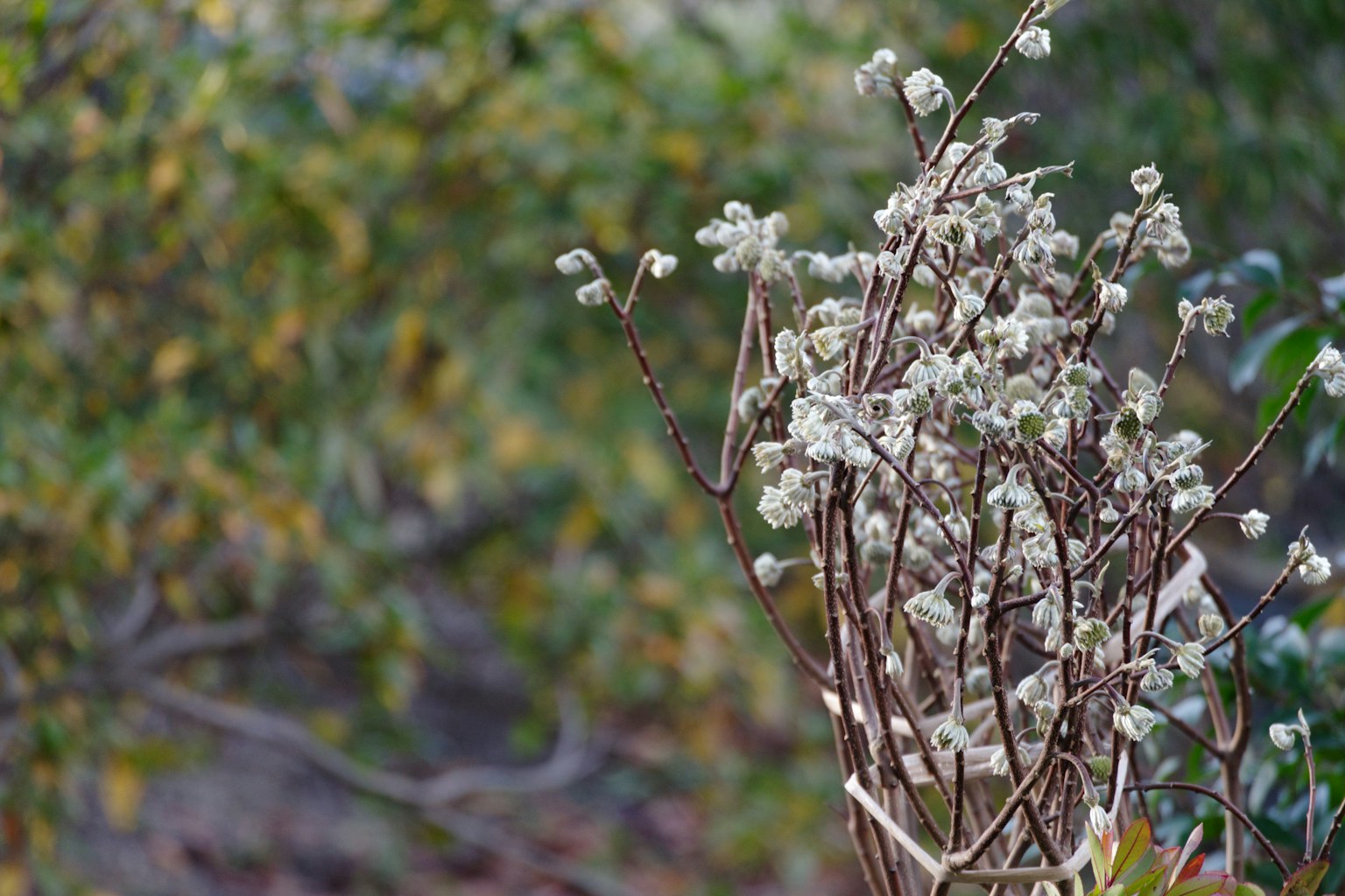 Getrocknete Pflanze mit weißen Blüten vor unscharfem grünem Hintergrund