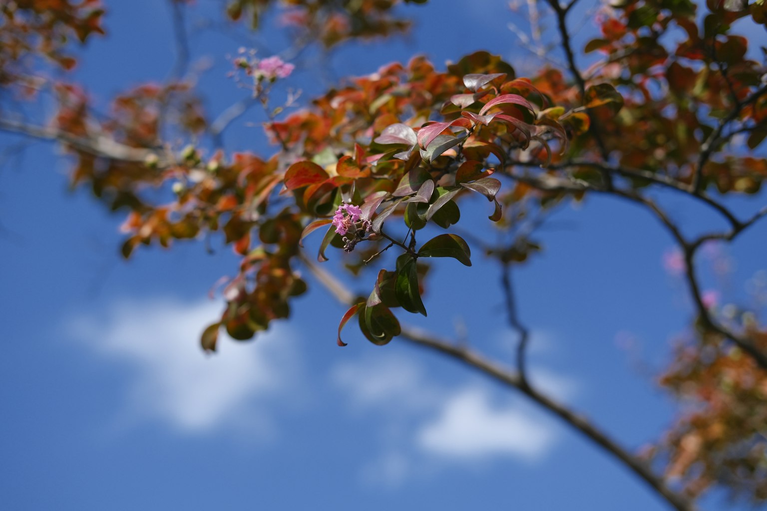 Flowers blooming under a blue sky with autumn-colored leaves