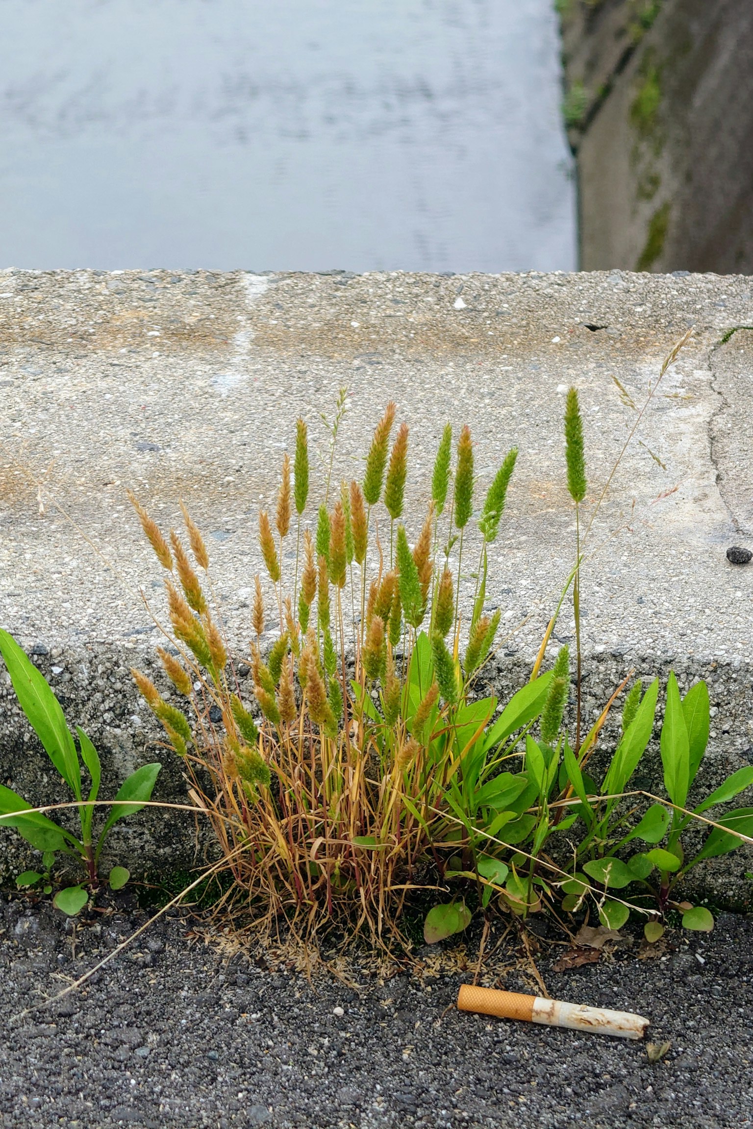 从混凝土缝隙中长出的绿色草和干枯的草，旁边有烟蒂