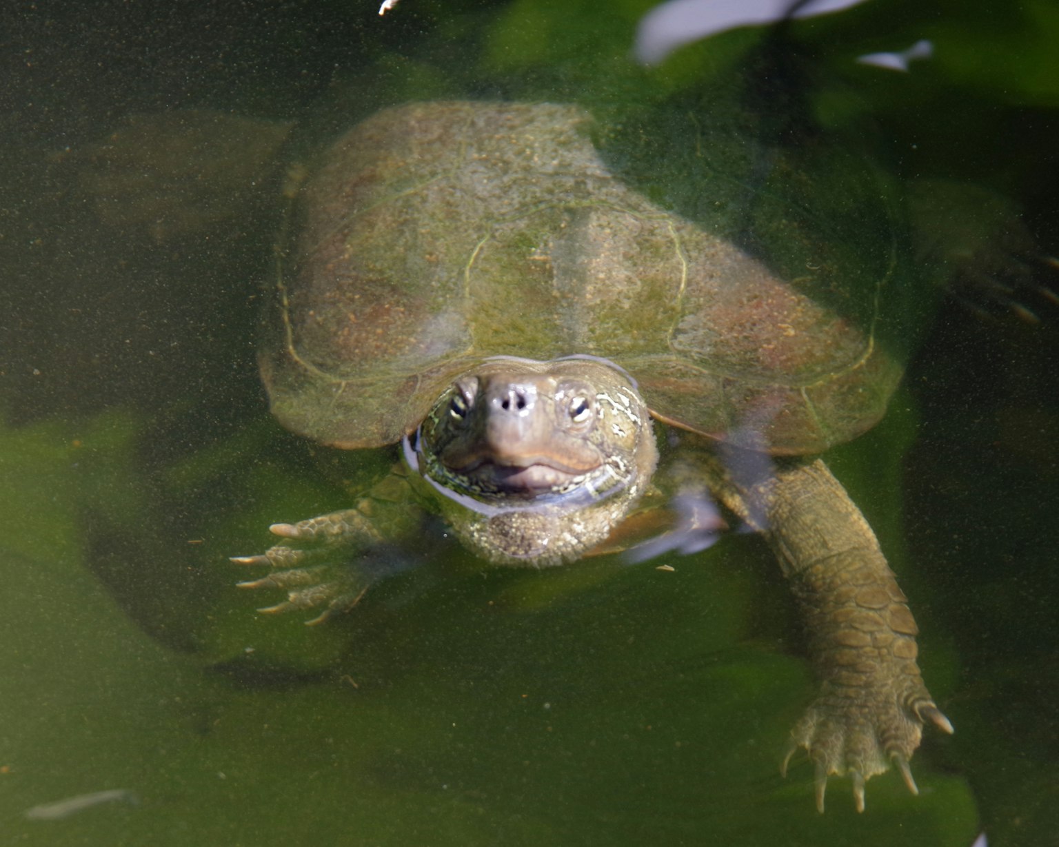 Primer plano de la cara de una tortuga sumergida en agua