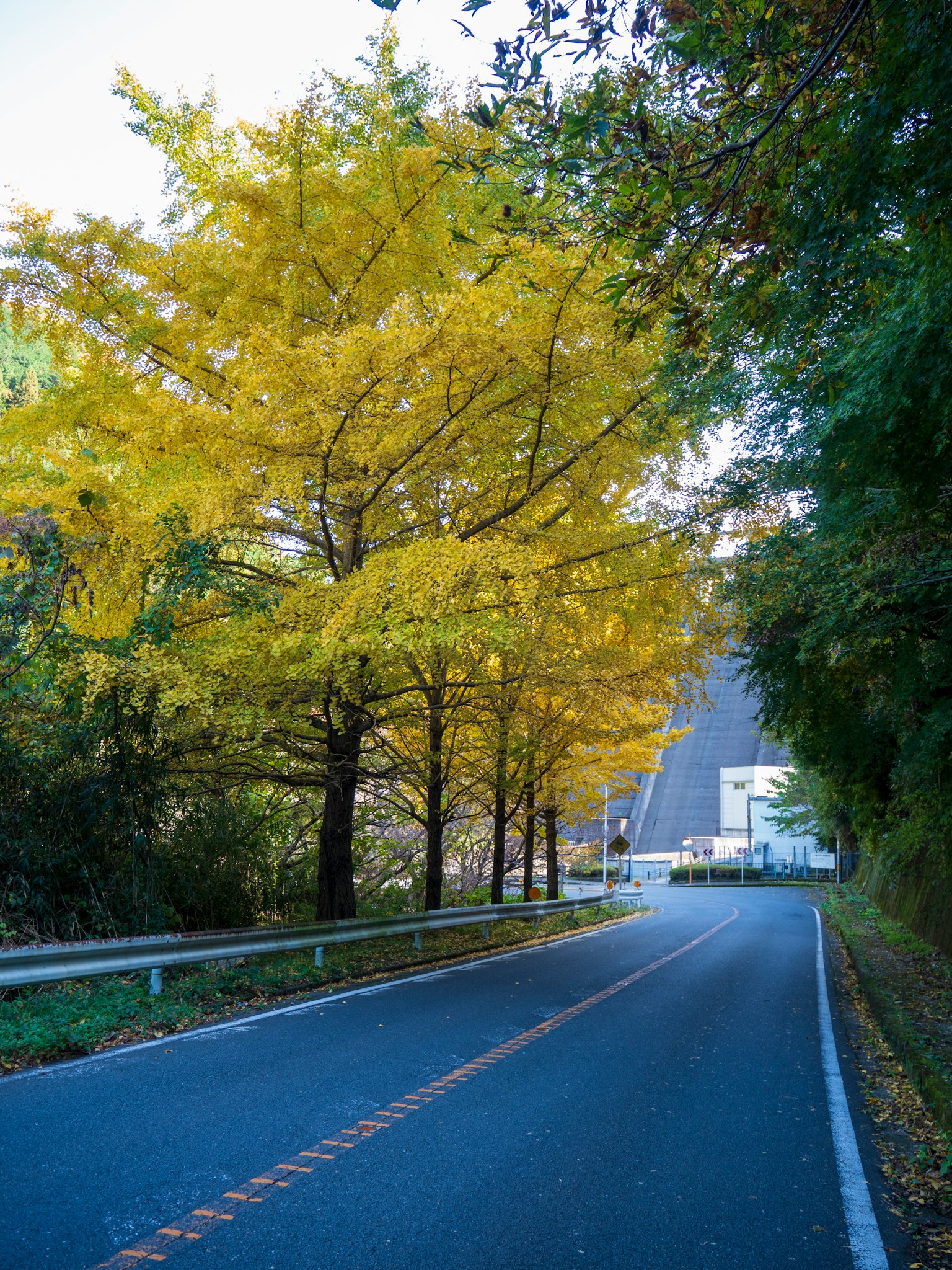 Scenic view of a quiet road lined with yellow trees