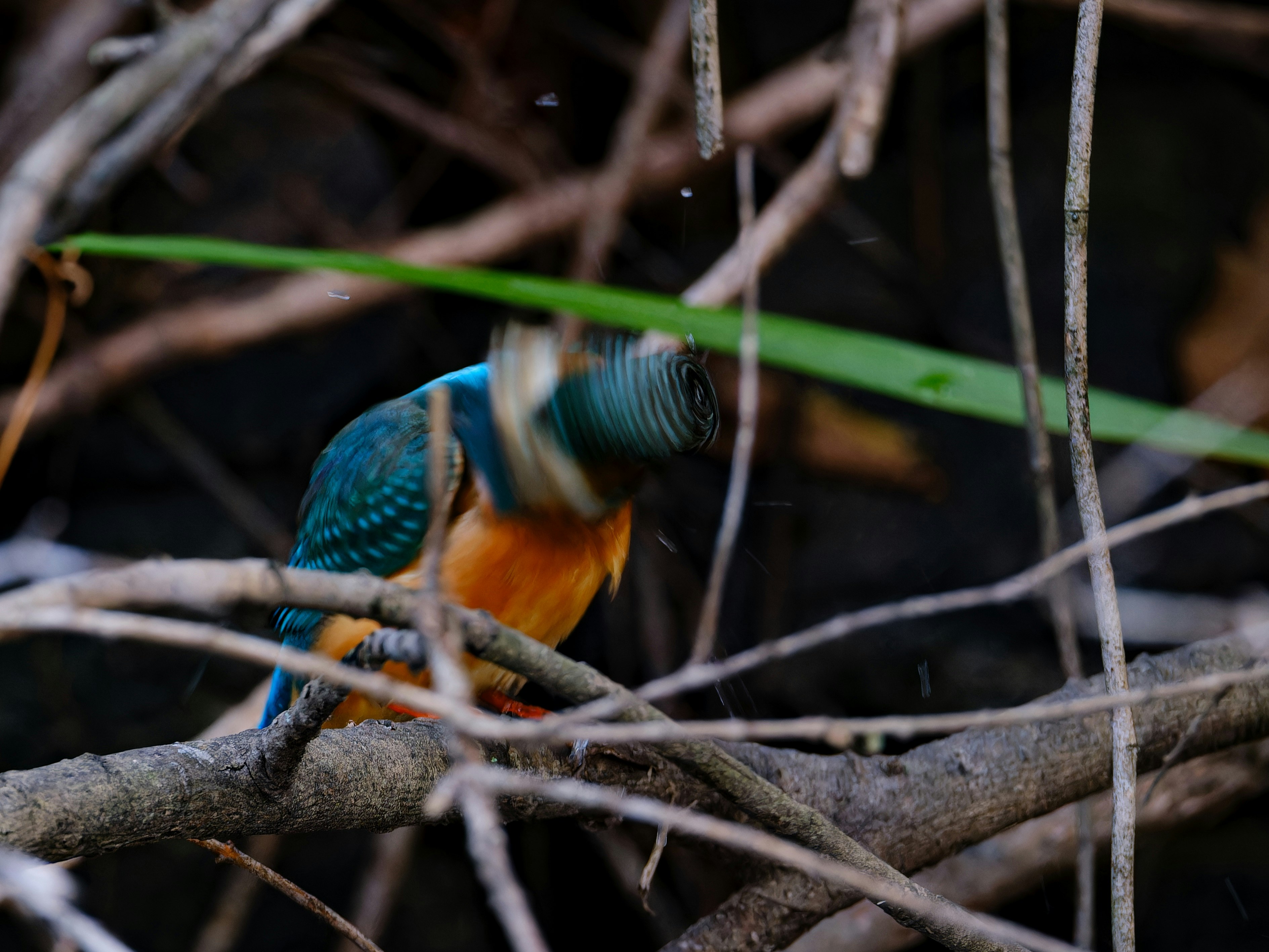 burung raja-ikan bertengger di dahan dengan tatapan tajam