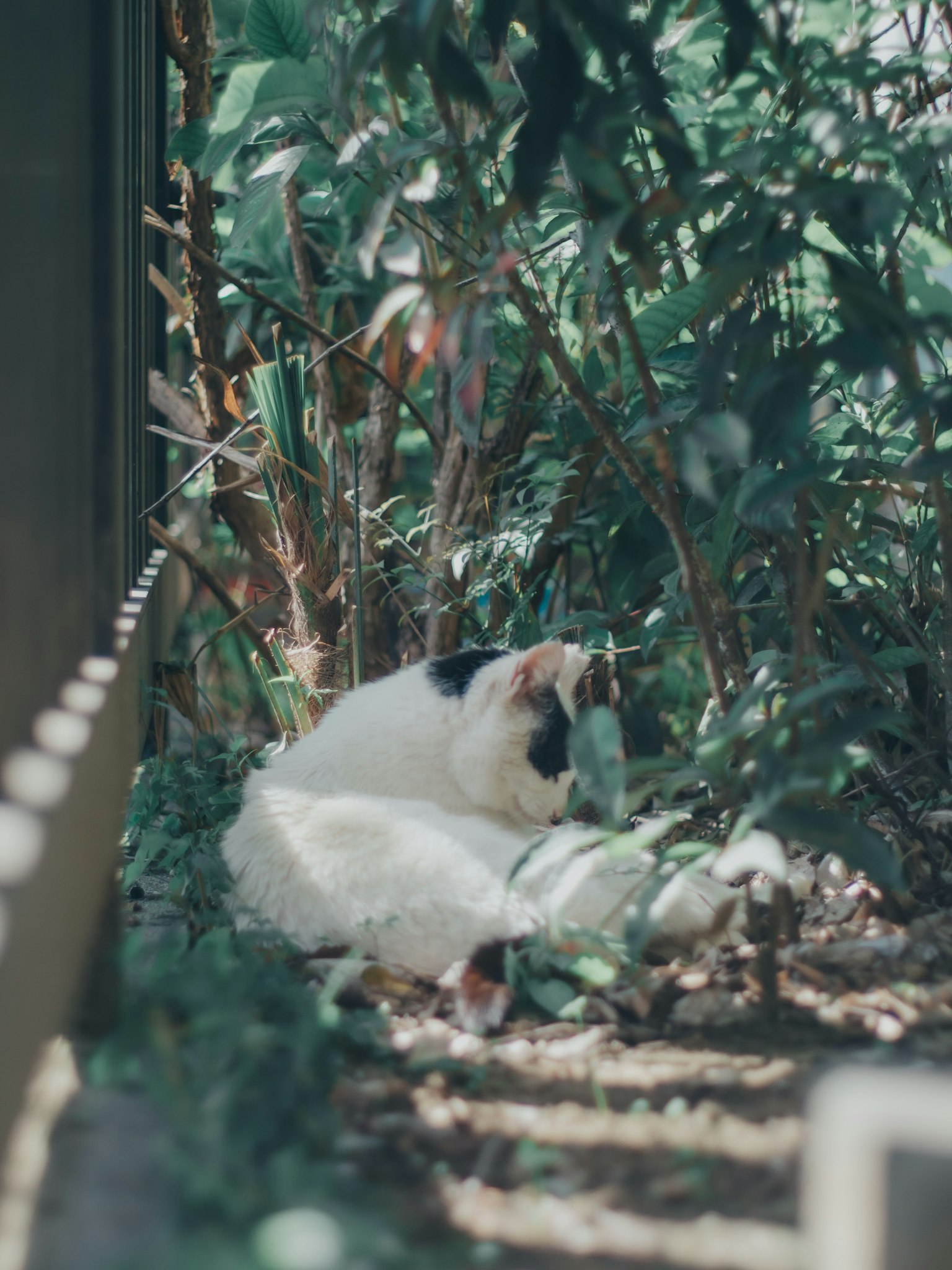 Eine weiße Katze mit schwarzen Flecken, die zwischen grünen Pflanzen ruht