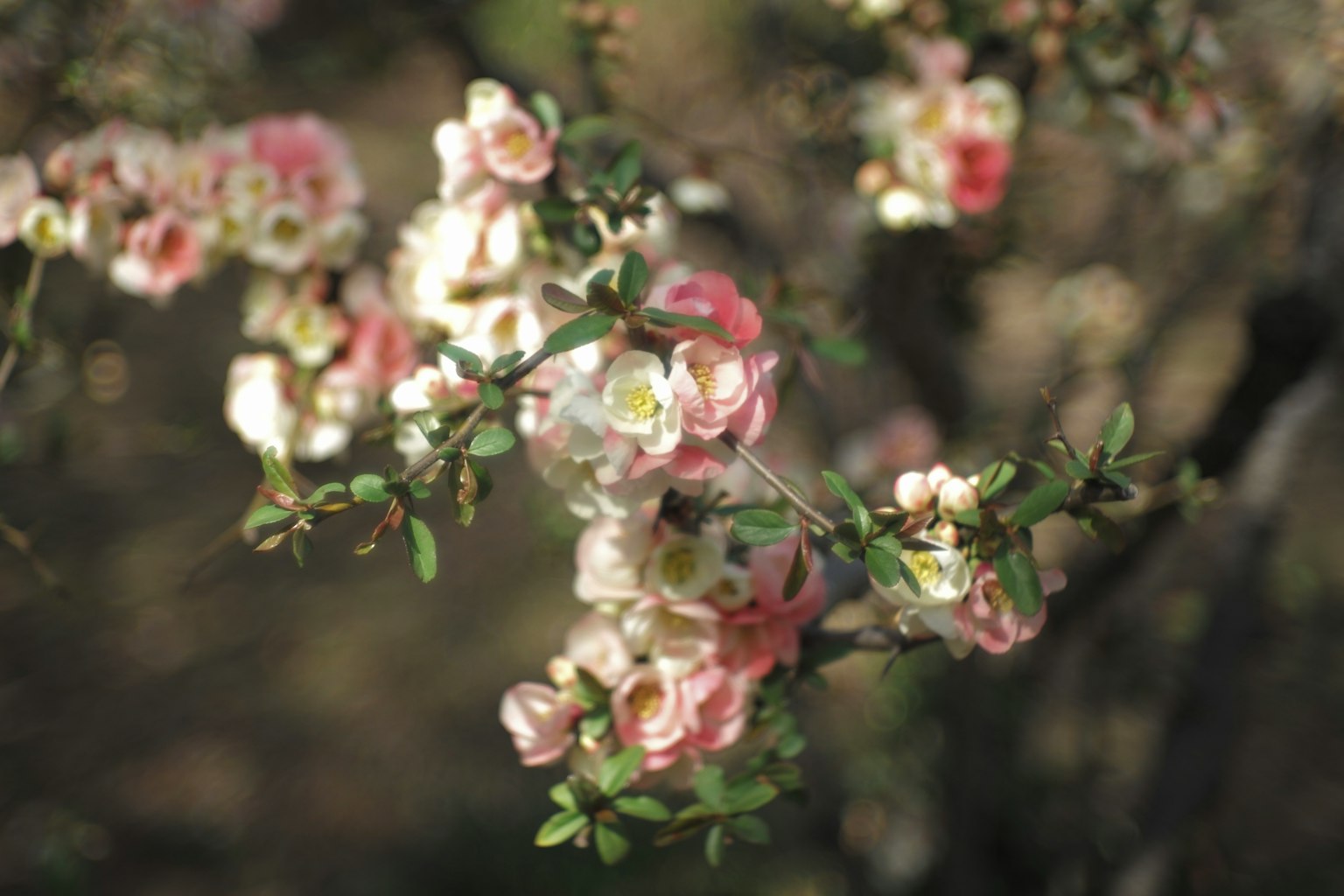 Tangkai berbunga dekat dengan bunga merah muda dan putih