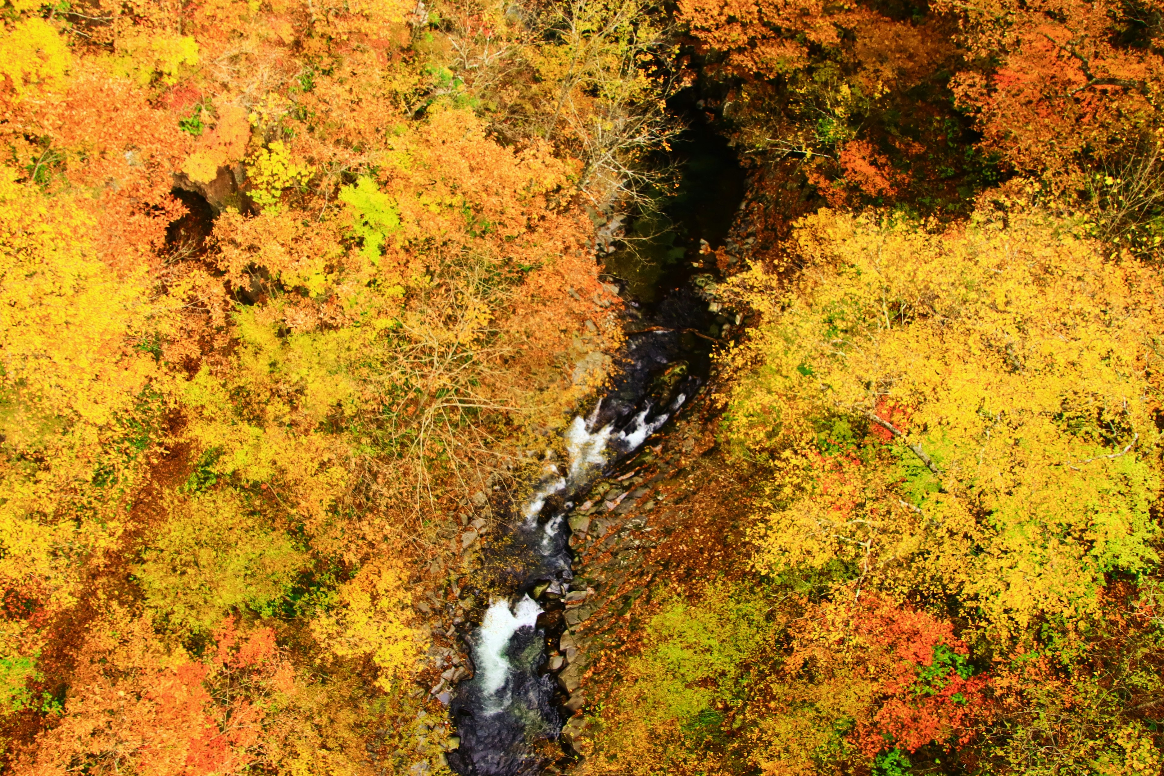 紅葉に囲まれた川の流れの上空風景