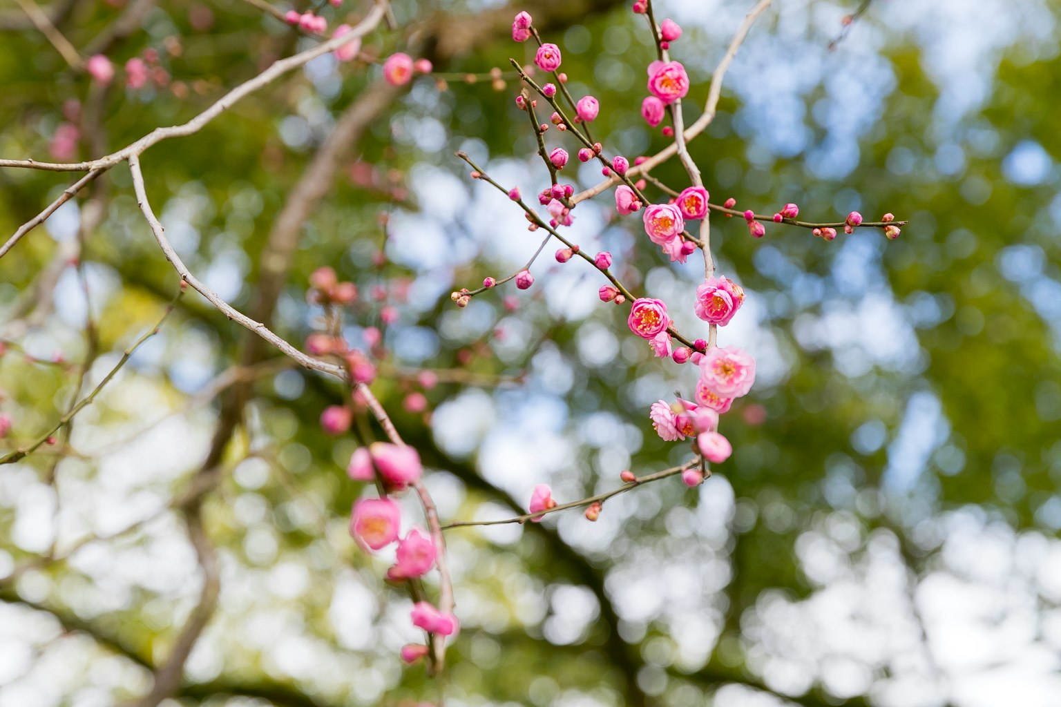 Close-up of cherry blossom branches with pink flowers against a backdrop of green leaves and blue sky