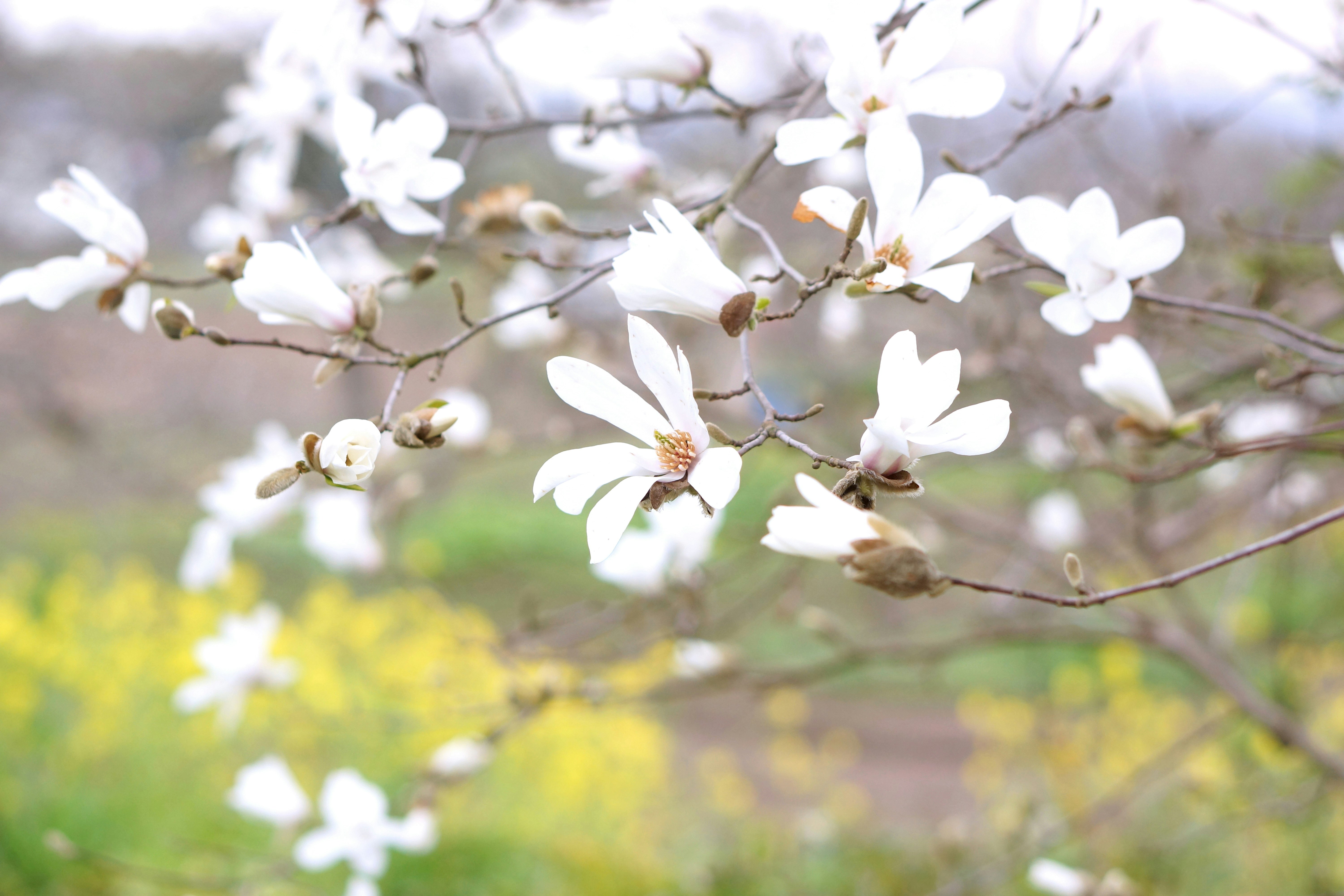 白い花が咲く枝と春のぼけた庭