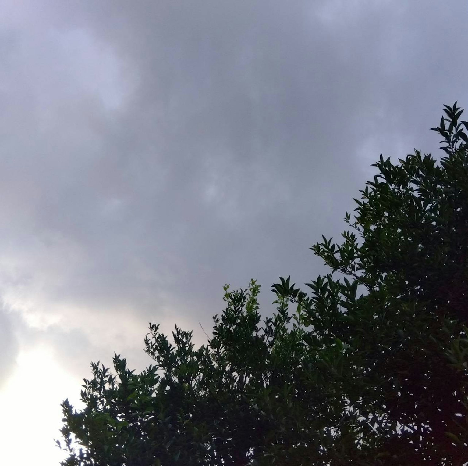 Bewölkter Himmel mit Baumsilhouetten