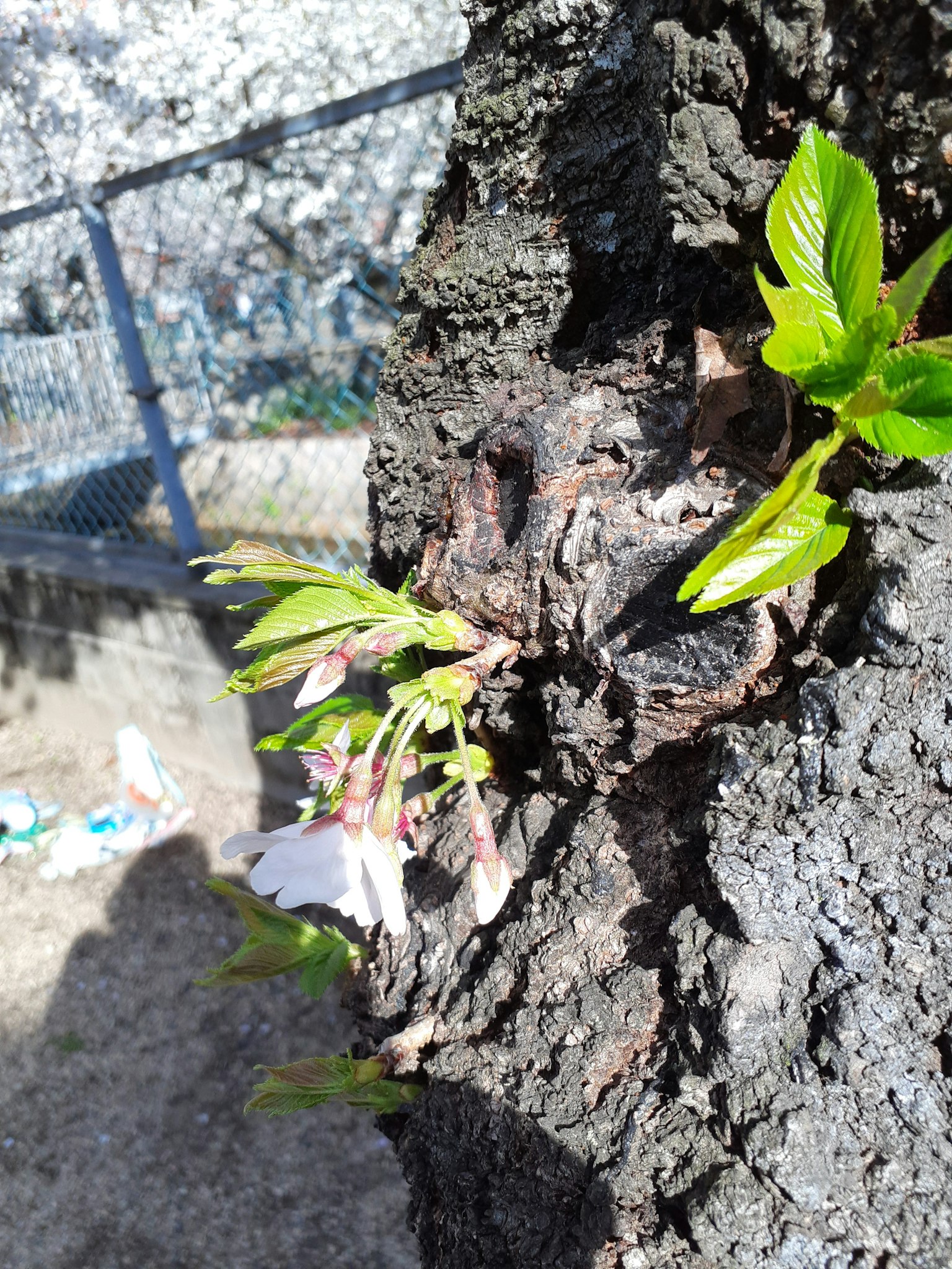 Nuevas hojas brotando de un tronco de árbol