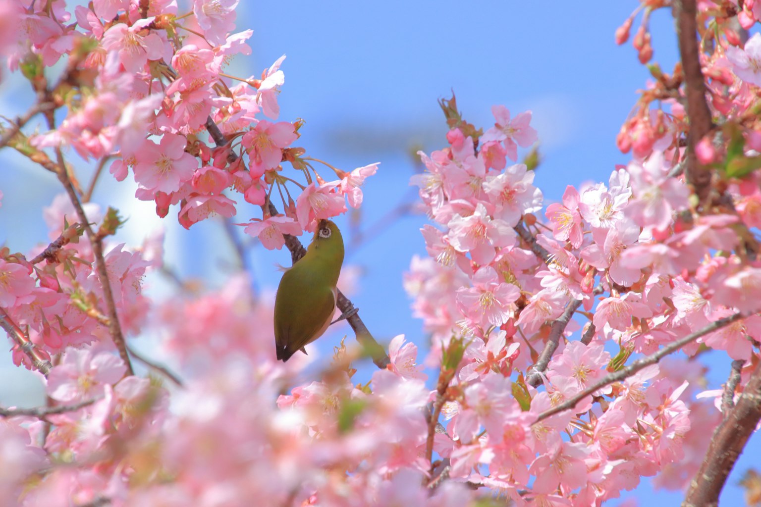Un oiseau vibrant parmi les cerisiers en fleurs