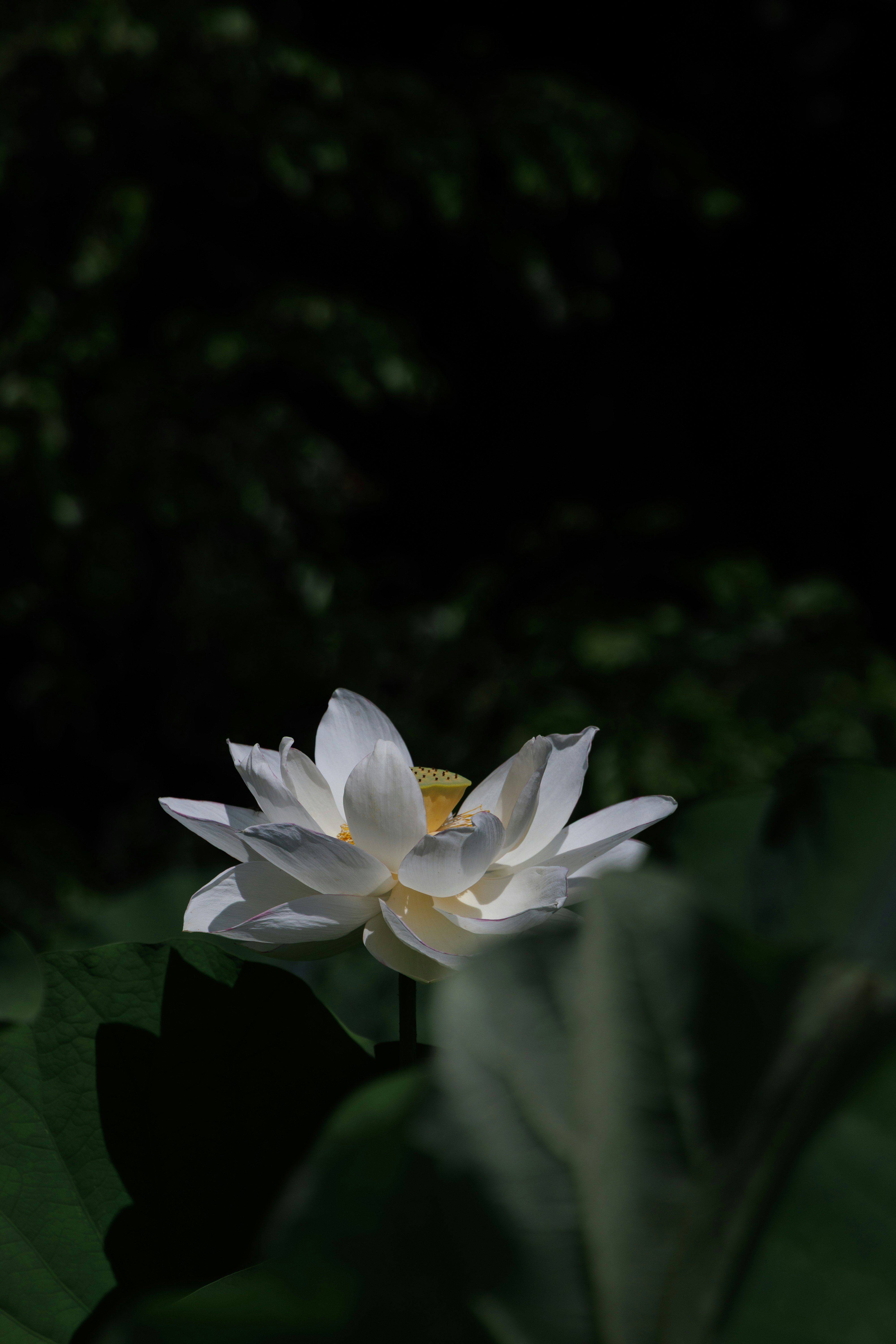 暗い背景に浮かぶ白い花のクローズアップ