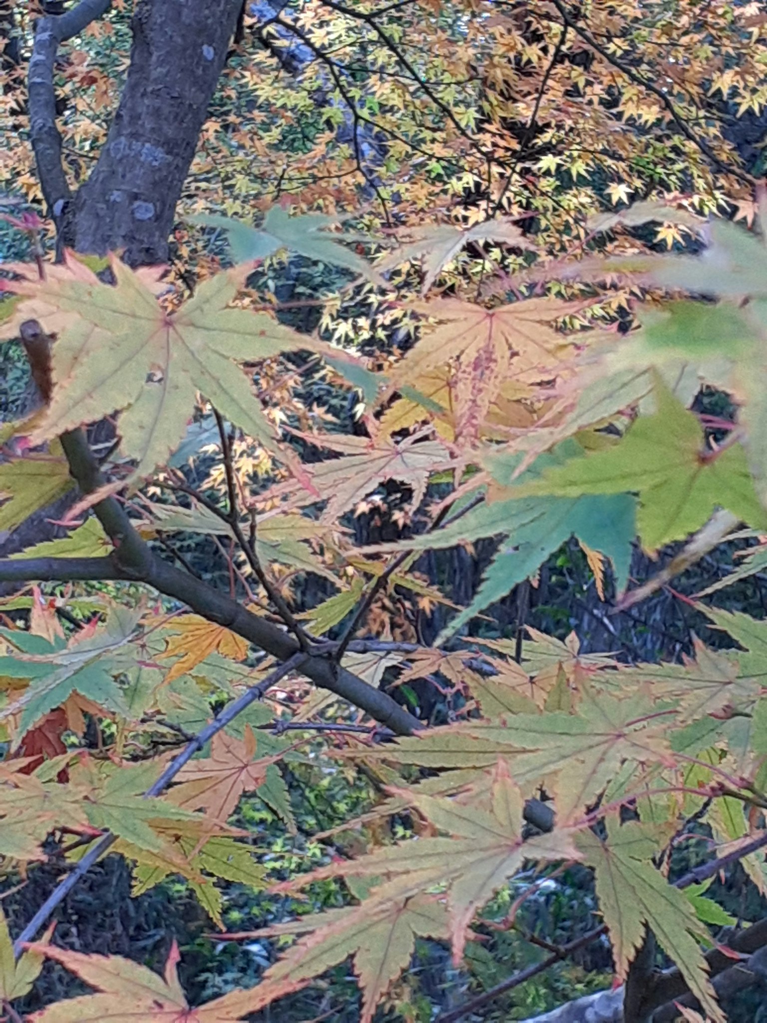 Close-up of colorful autumn leaves on a tree