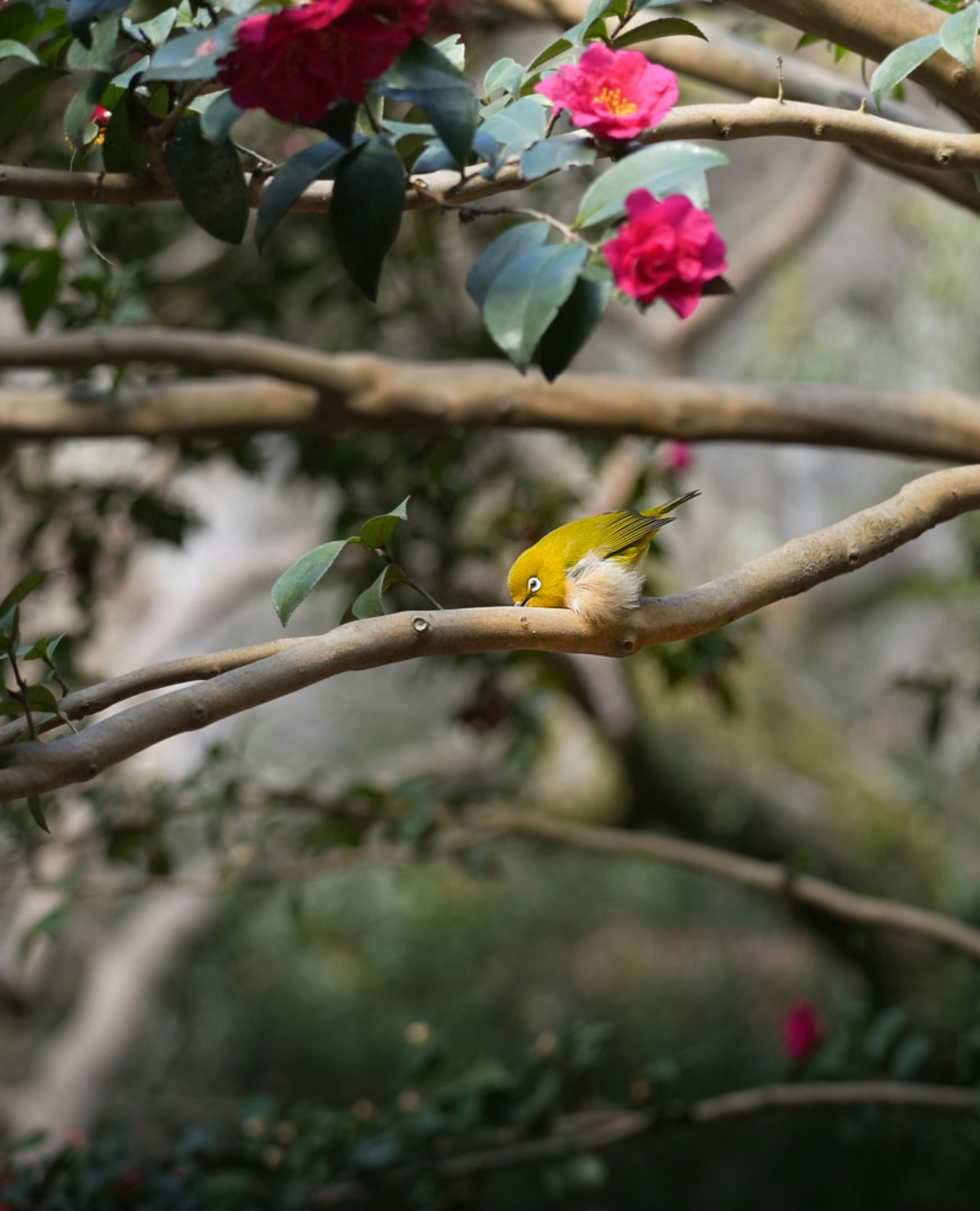 枝頭停著的日本白眼鳥（メジロ）與花朵的花園景