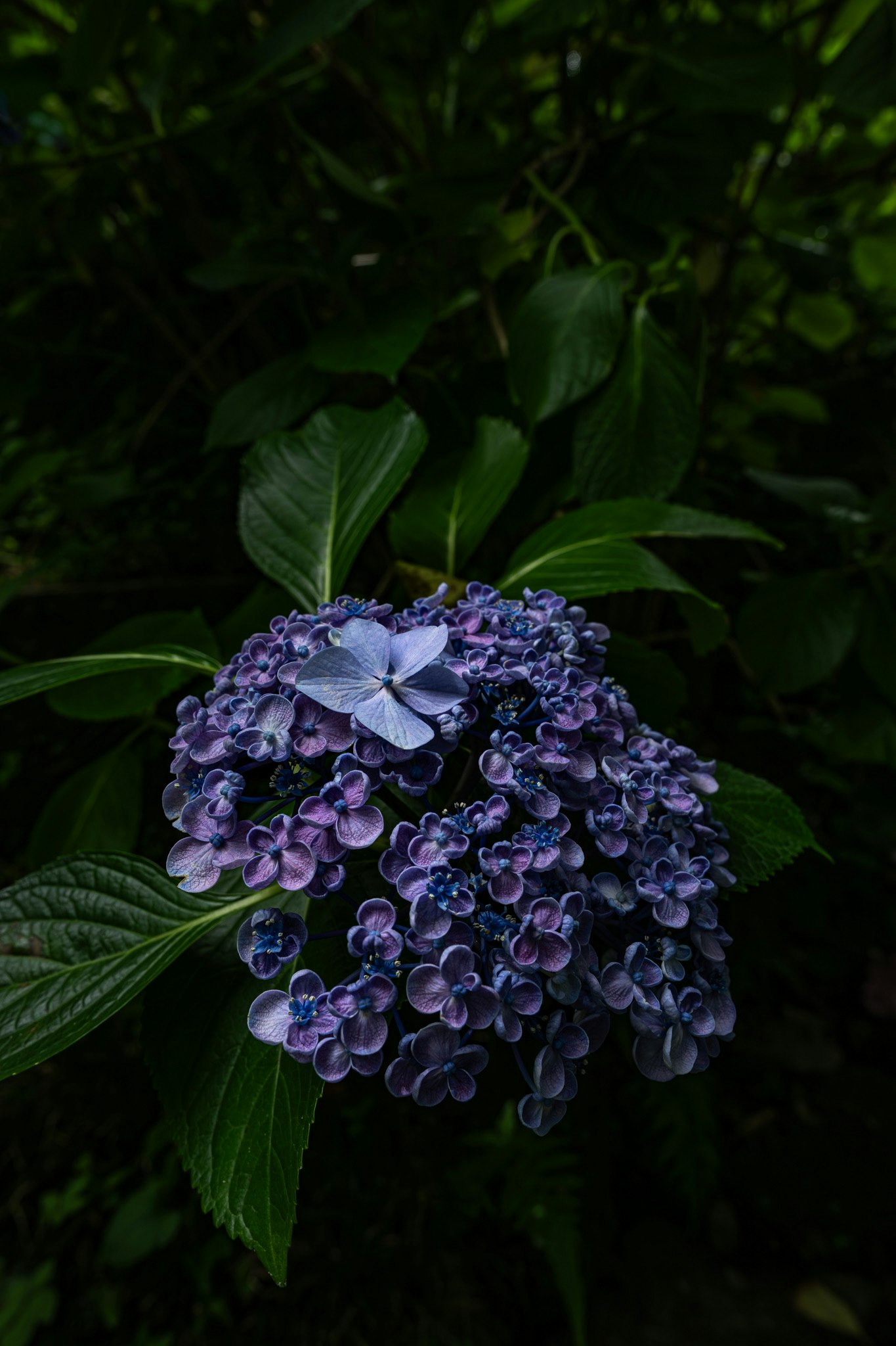 紫のアジサイの花と葉のクローズアップ