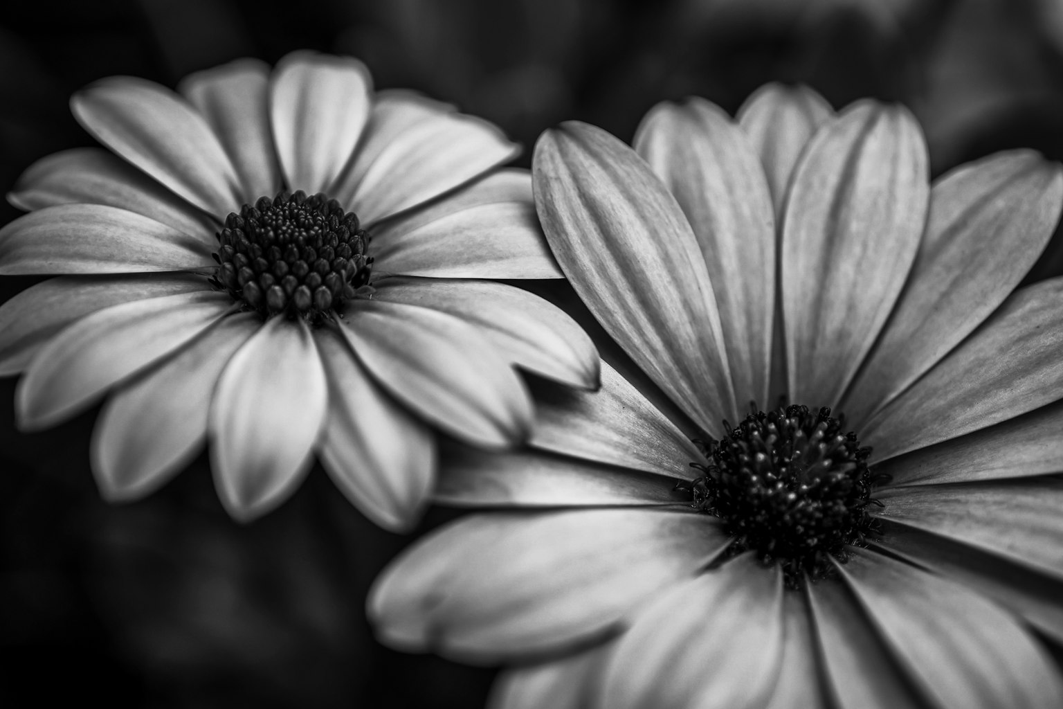 흑백 꽃잎을 가진 두 꽃의 클로즈업