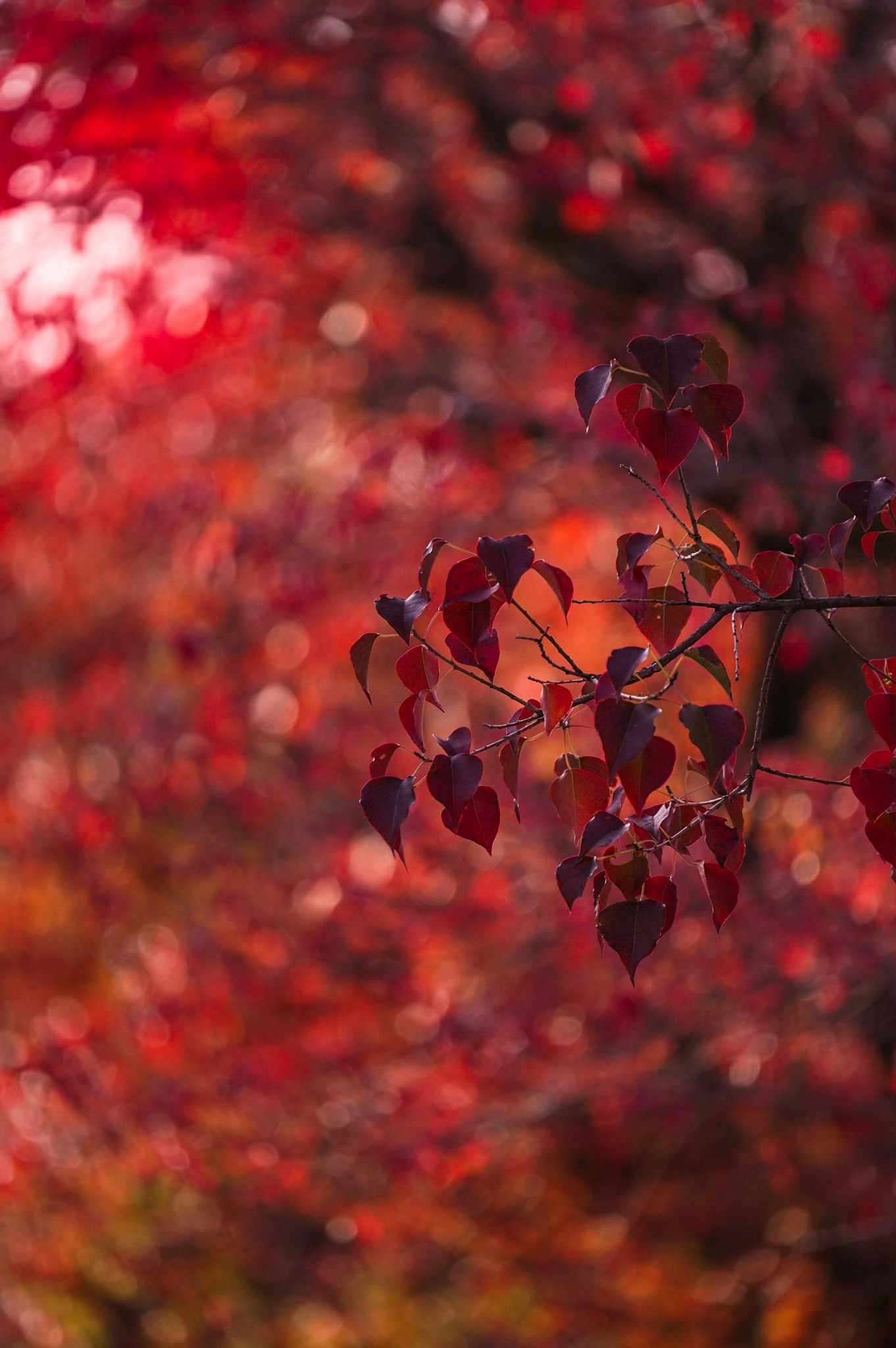 hojas rojas y flores en primer plano con fondo bokeh desenfocado