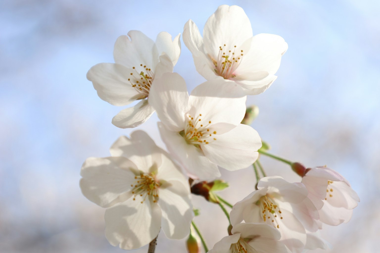 Bella immagine di fiori di ciliegio in fiore