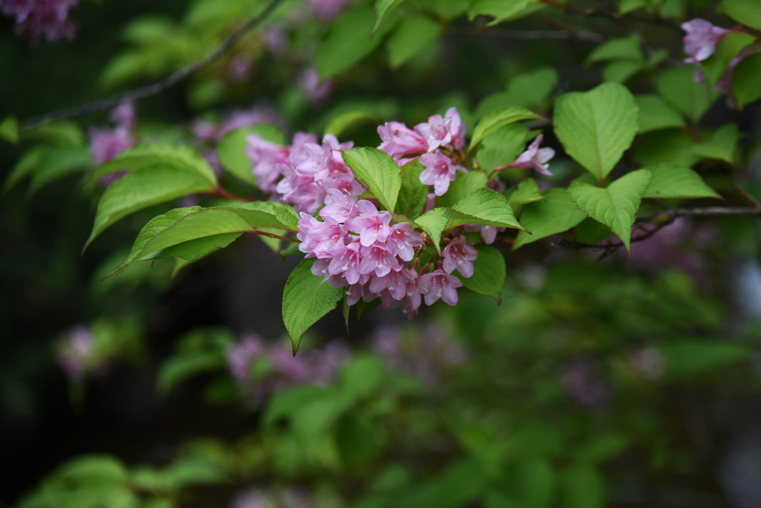 Branche avec des fleurs rose pâle entourées de feuilles vertes