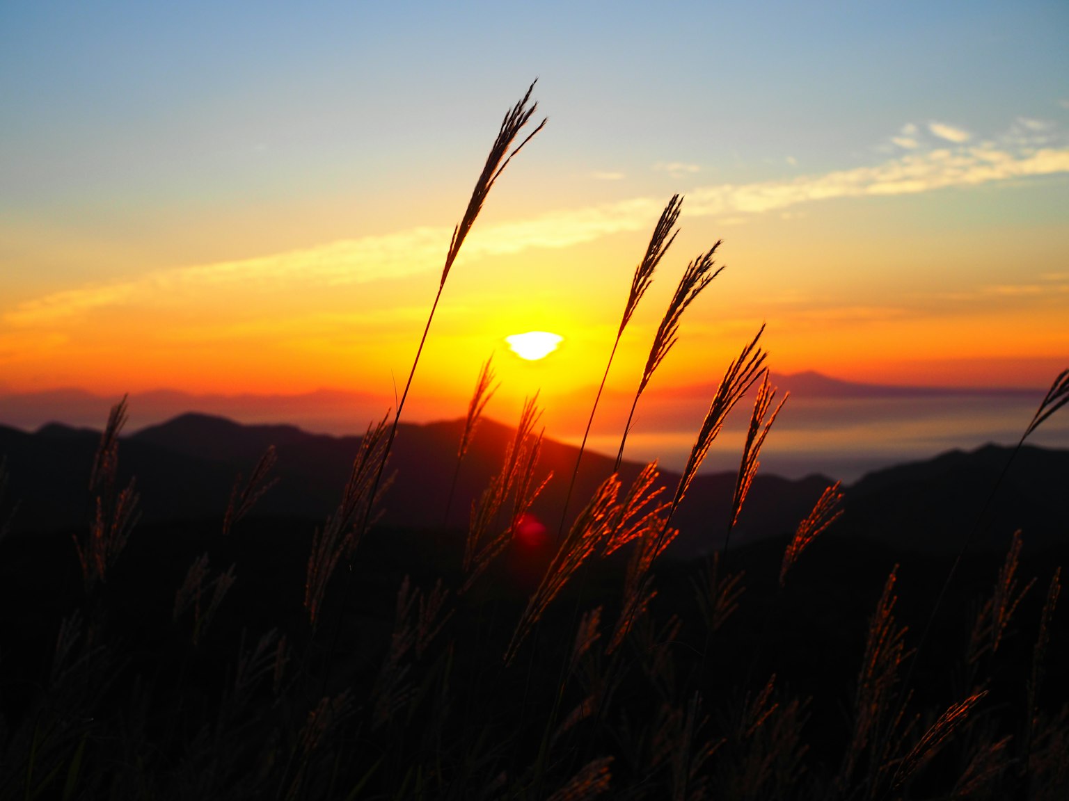 Vista del atardecer con hierba en silueta