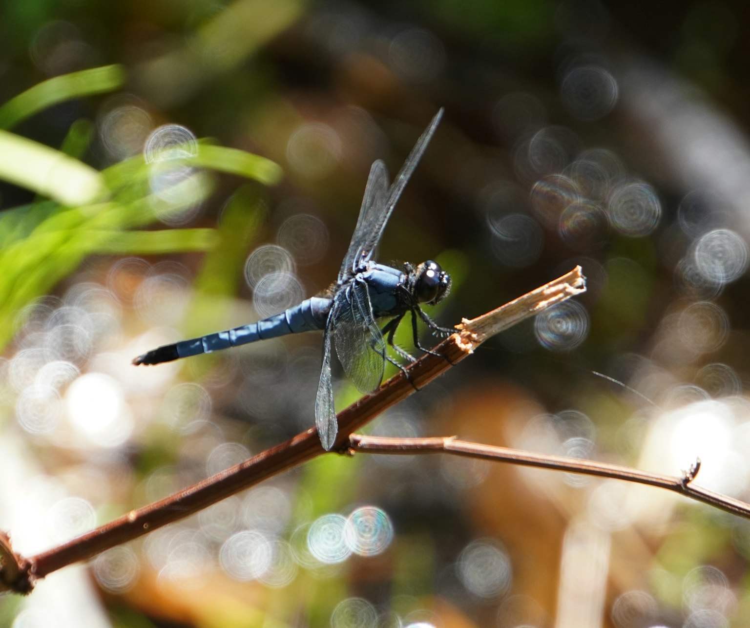 A blue dragonfly perched on a twig near a shimmering water surface