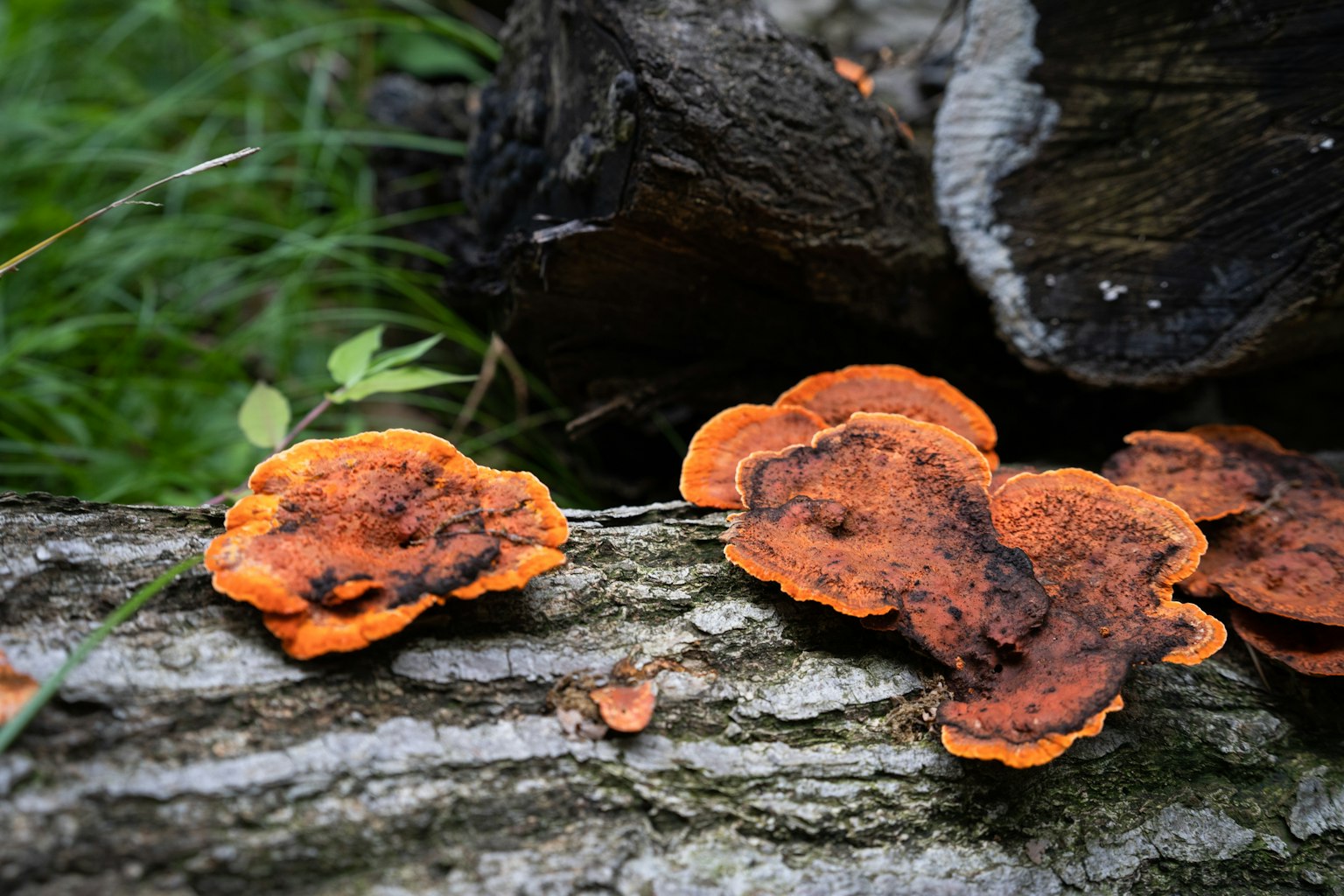 Orangefarbene Pilze wachsen auf einem Baumstamm in einer natürlichen Umgebung
