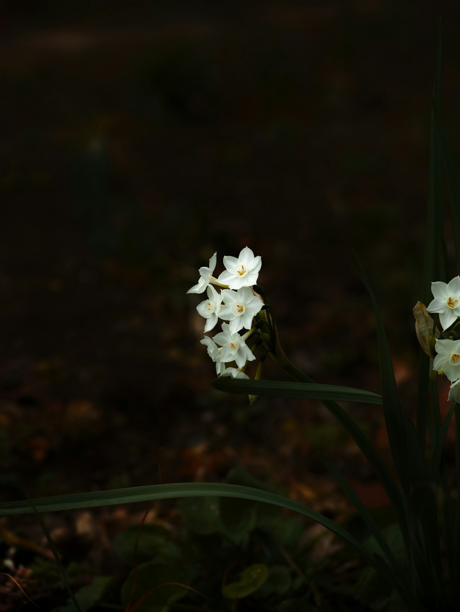 Ein Cluster weißer Blumen, die vor einem dunklen Hintergrund blühen