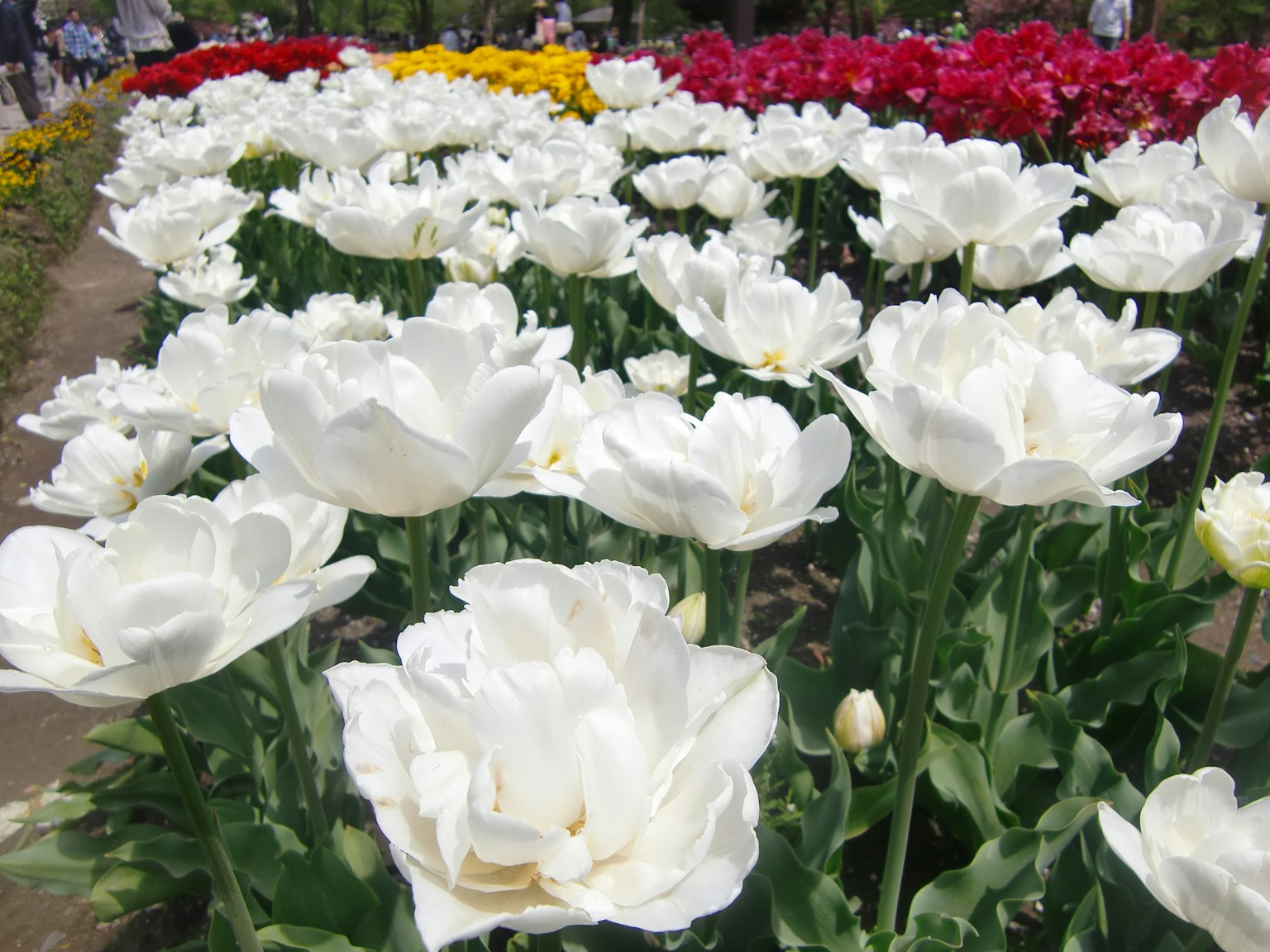 Un campo di tulipani bianchi in fiore con fiori colorati sullo sfondo