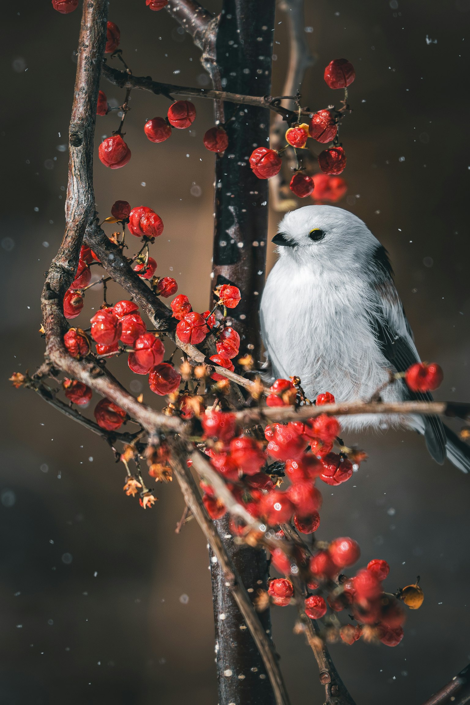 A white bird perched on a branch with red berries in the snow