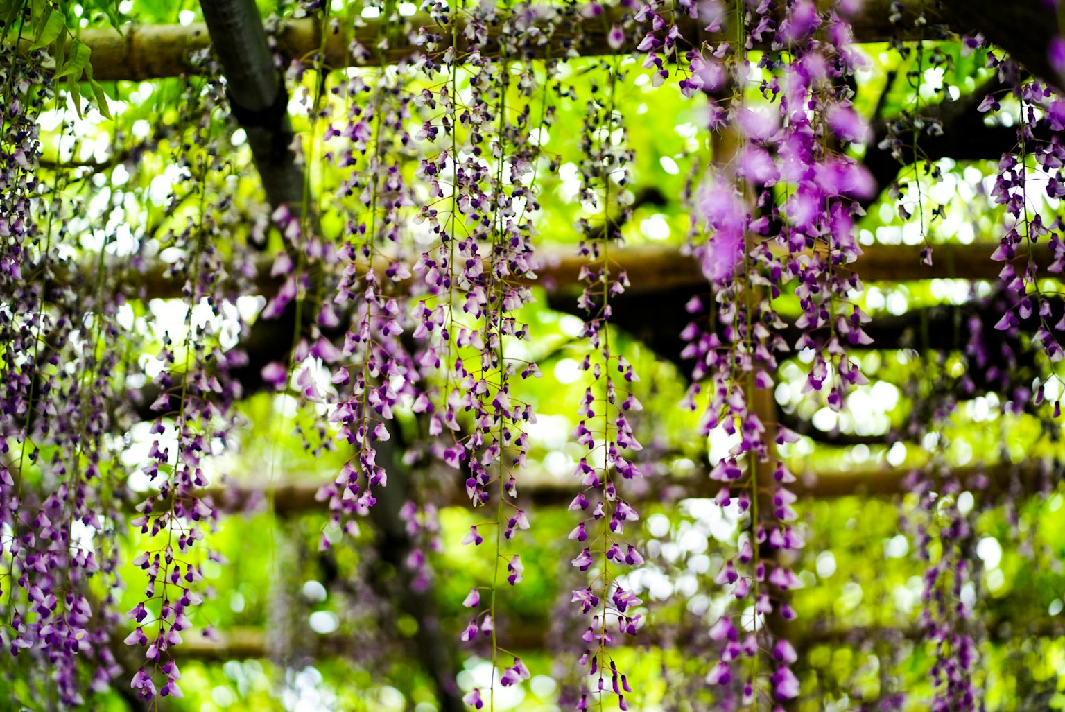 美麗的紫色藤花懸掛場景