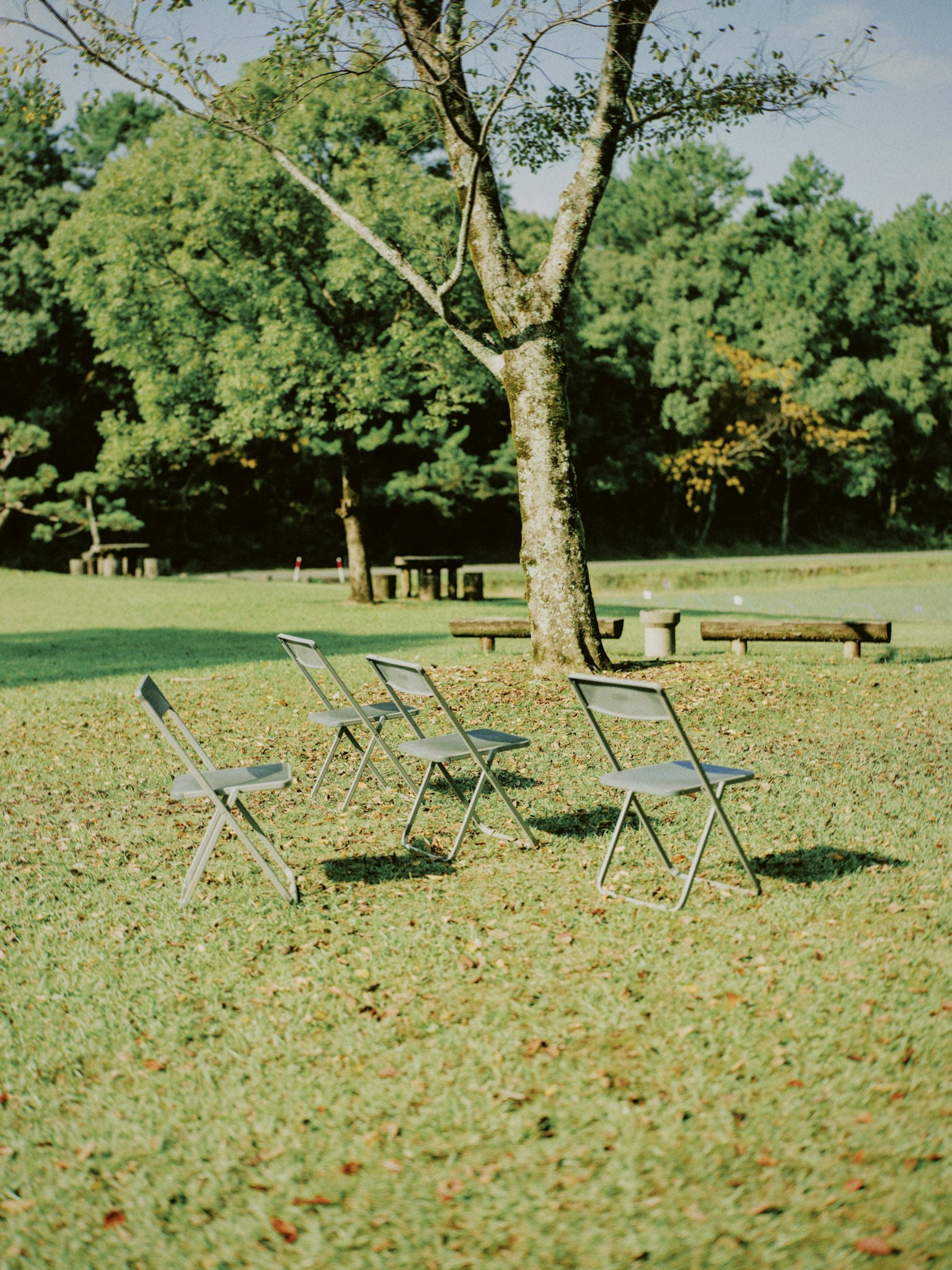 Four folding chairs arranged on green grass with a tree in the background