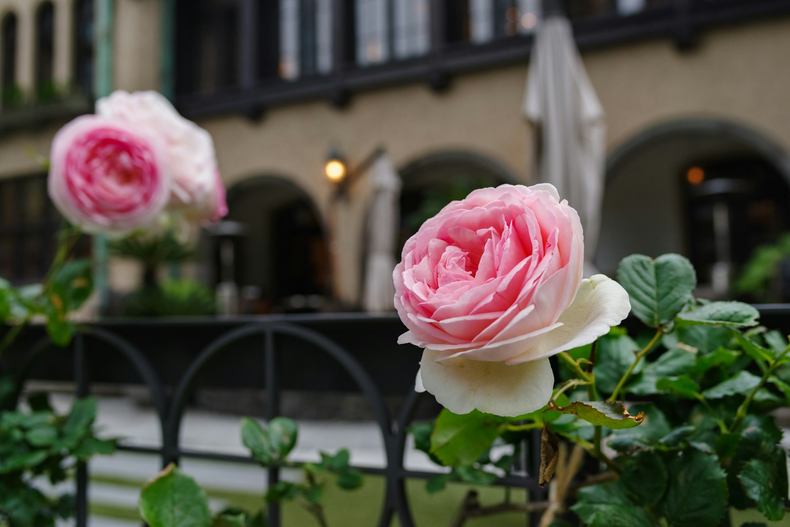 Pink roses blooming with green leaves in the foreground and a building in the background