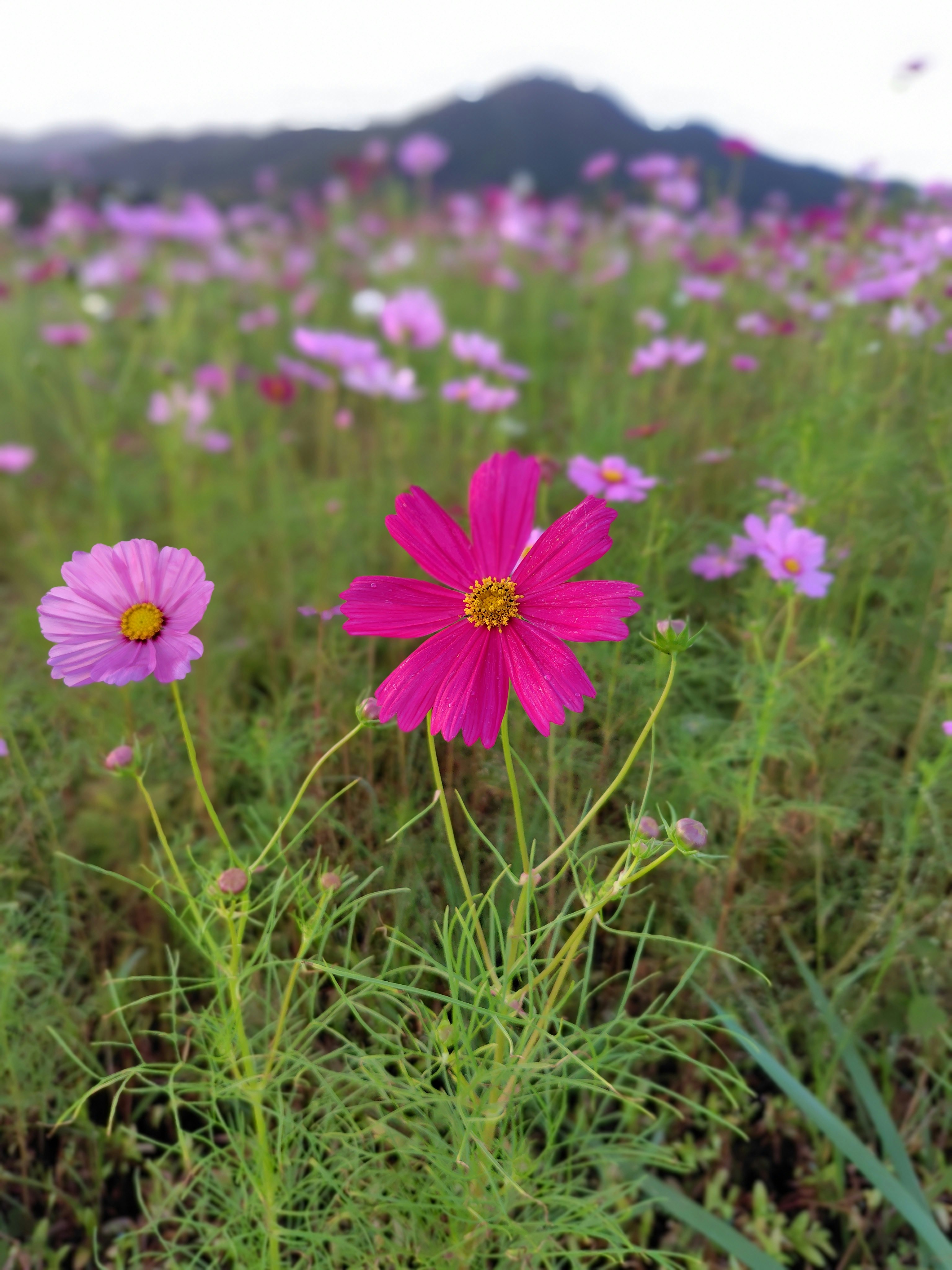 ピンクのコスモスが咲く草原と遠景の山