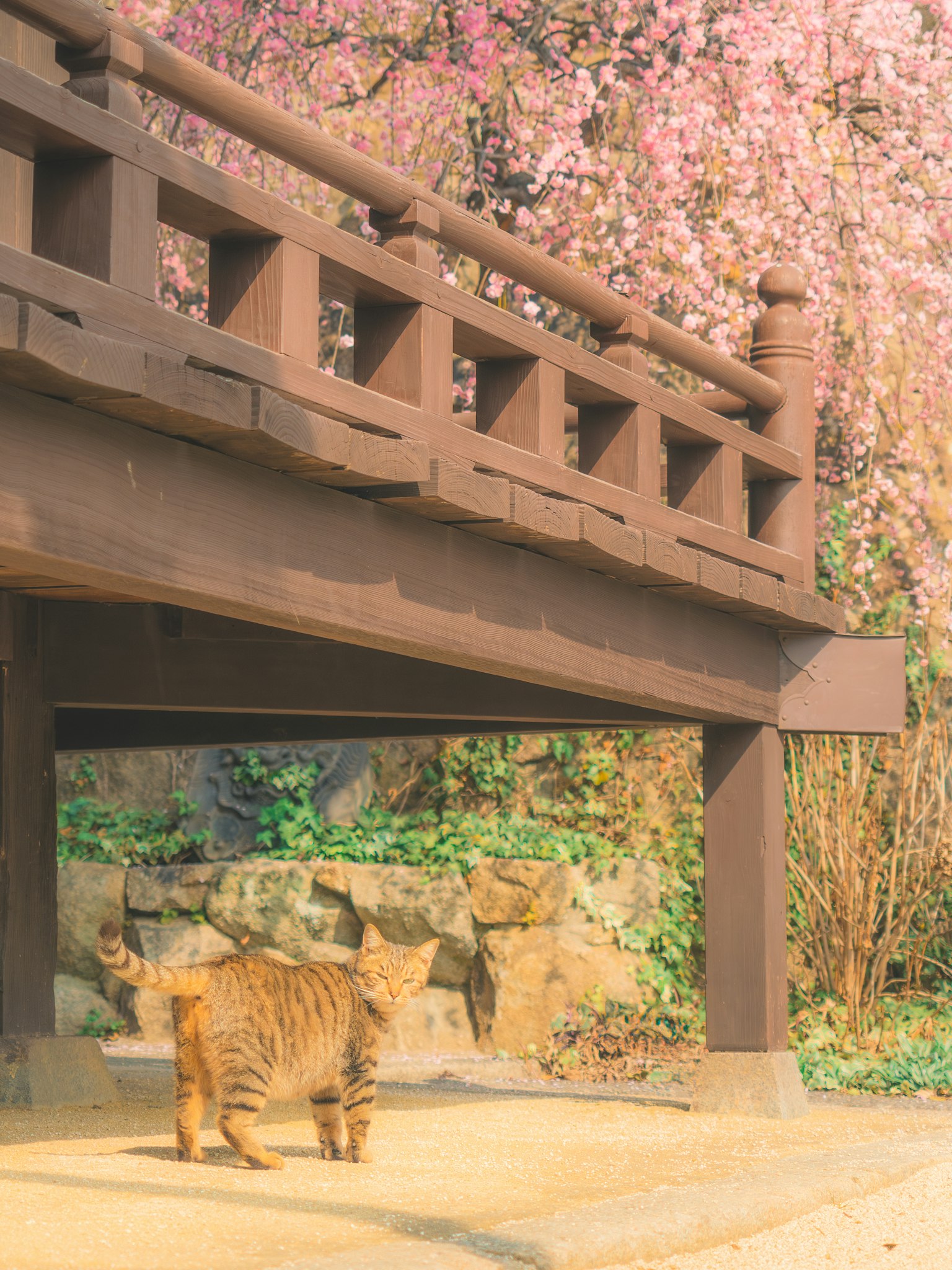 Un gato debajo de un puente de madera con cerezos en flor de fondo