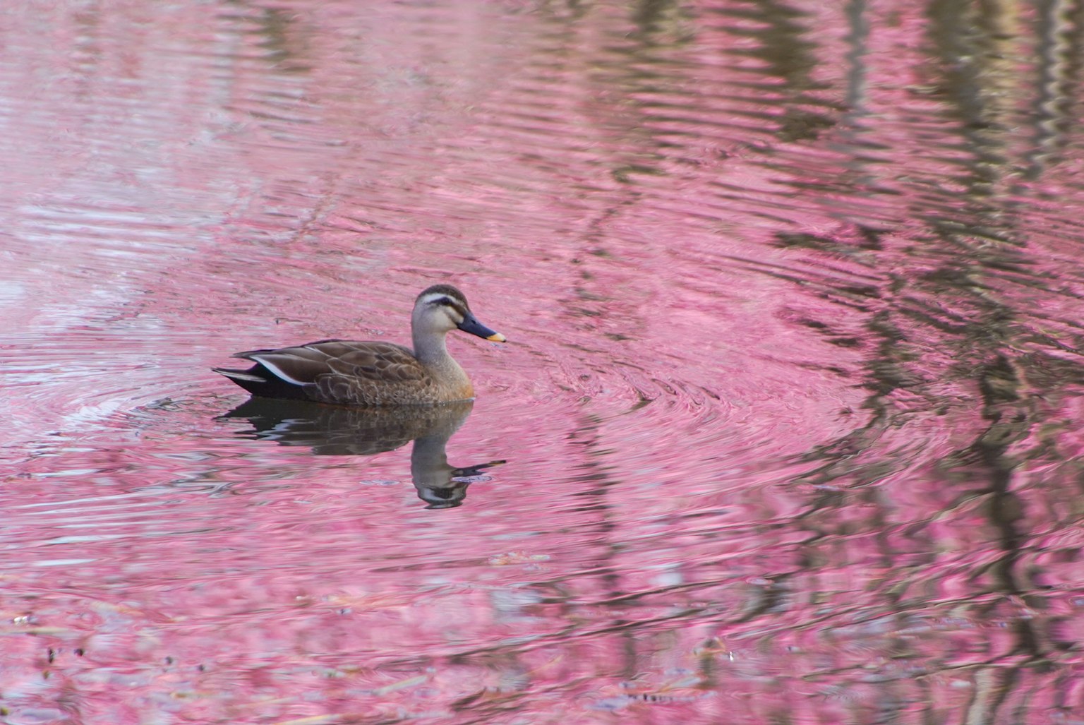 Duck swimming on a pond with pink cherry blossom reflections