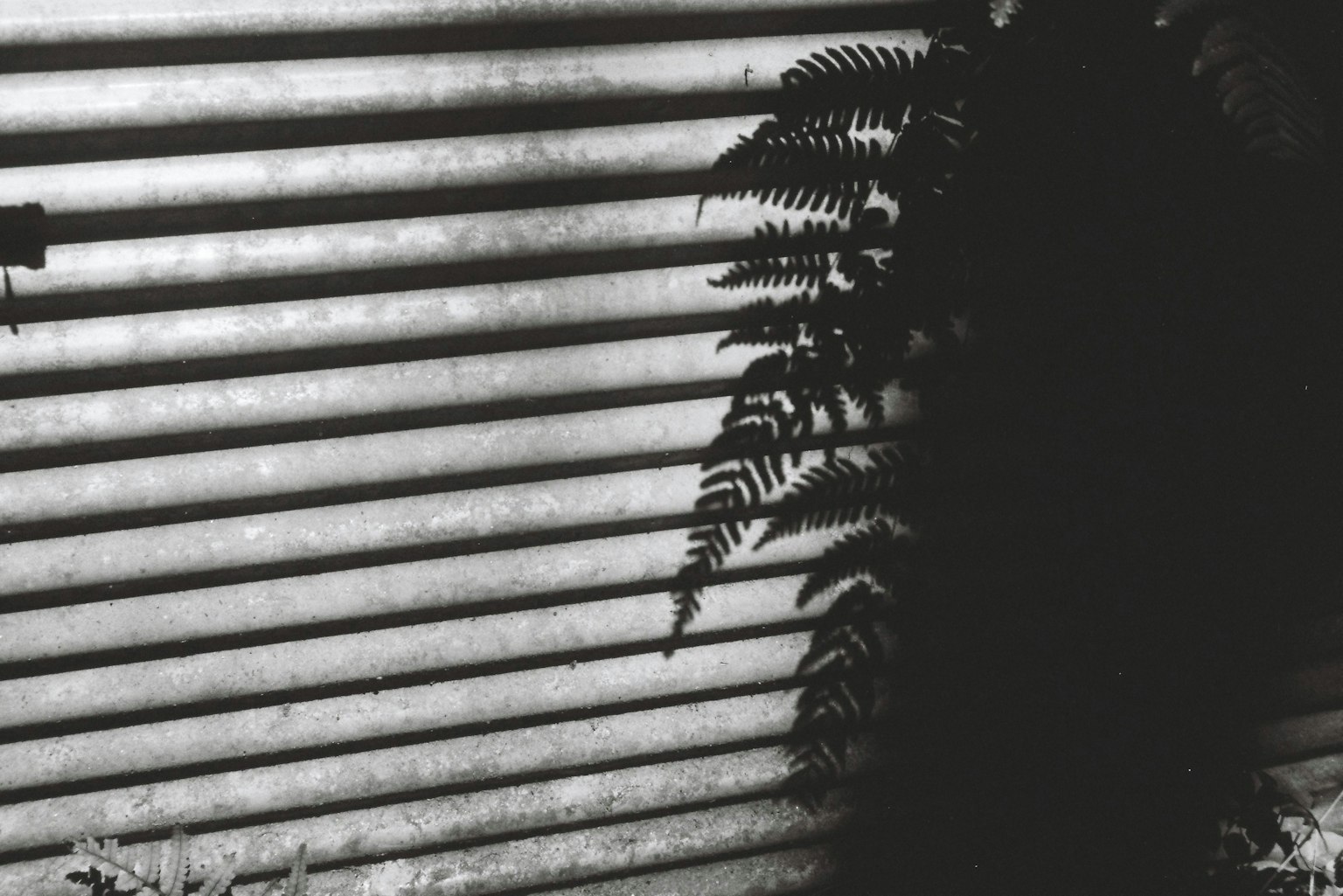 Shadow of a fern against striped blinds with soft light