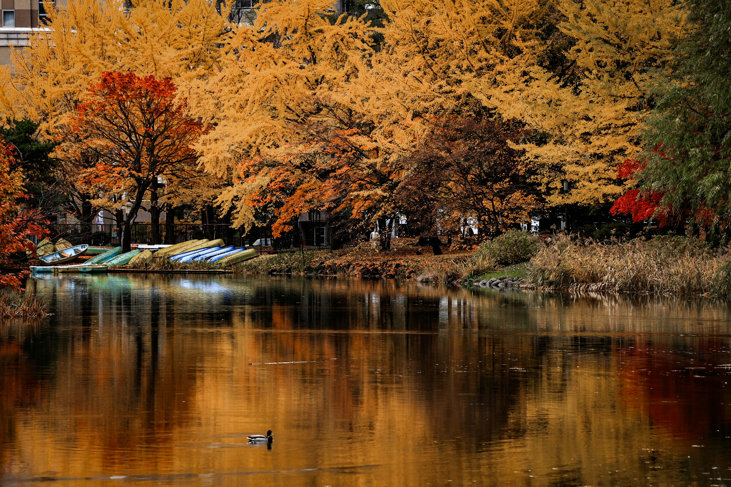 紅葉の並木と静かな池に映る水面
