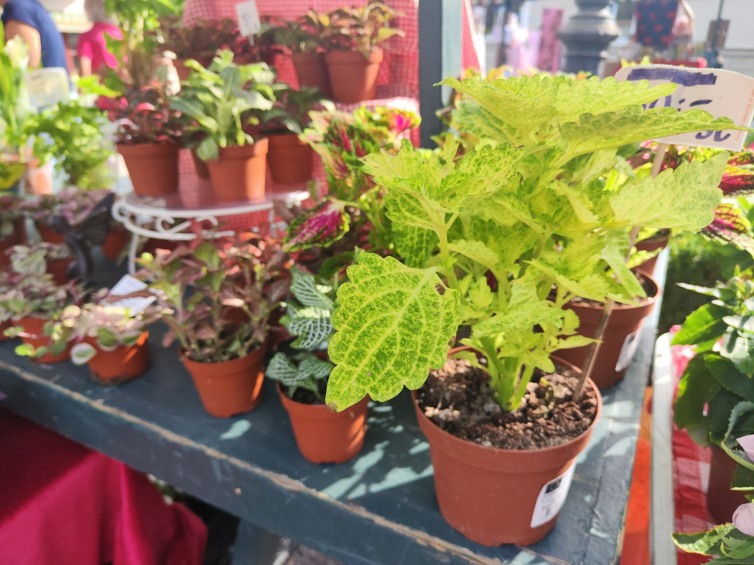 Una exhibición de plantas en macetas con hojas verdes vibrantes