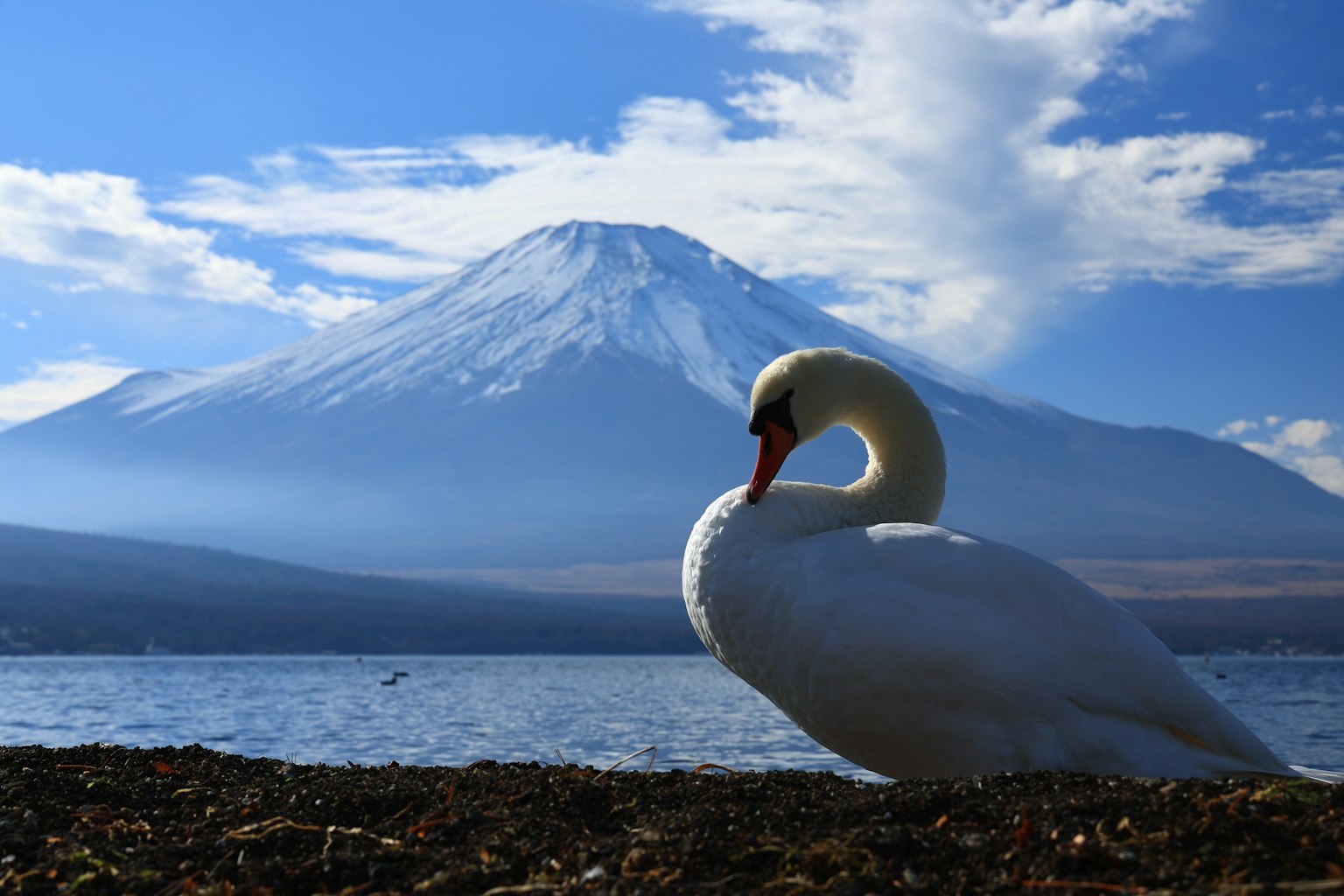 Angsa profil dengan latar belakang Gunung Fuji