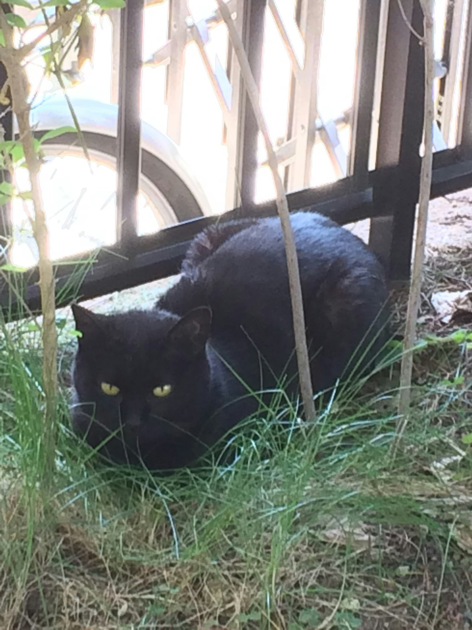 Un gatto nero che riposa nell'erba