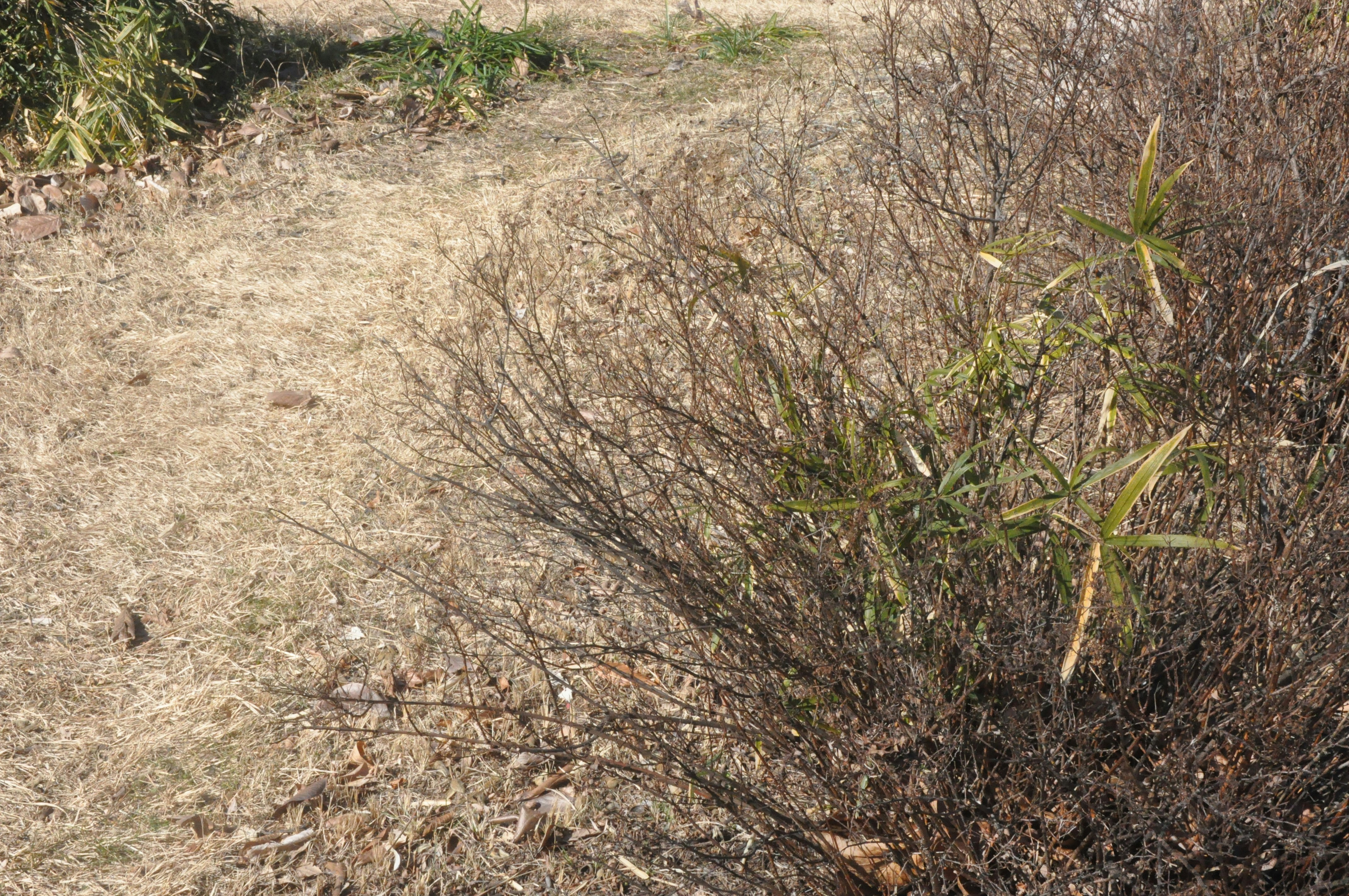 乾いた草地と低木の茂みのある自然の斜面