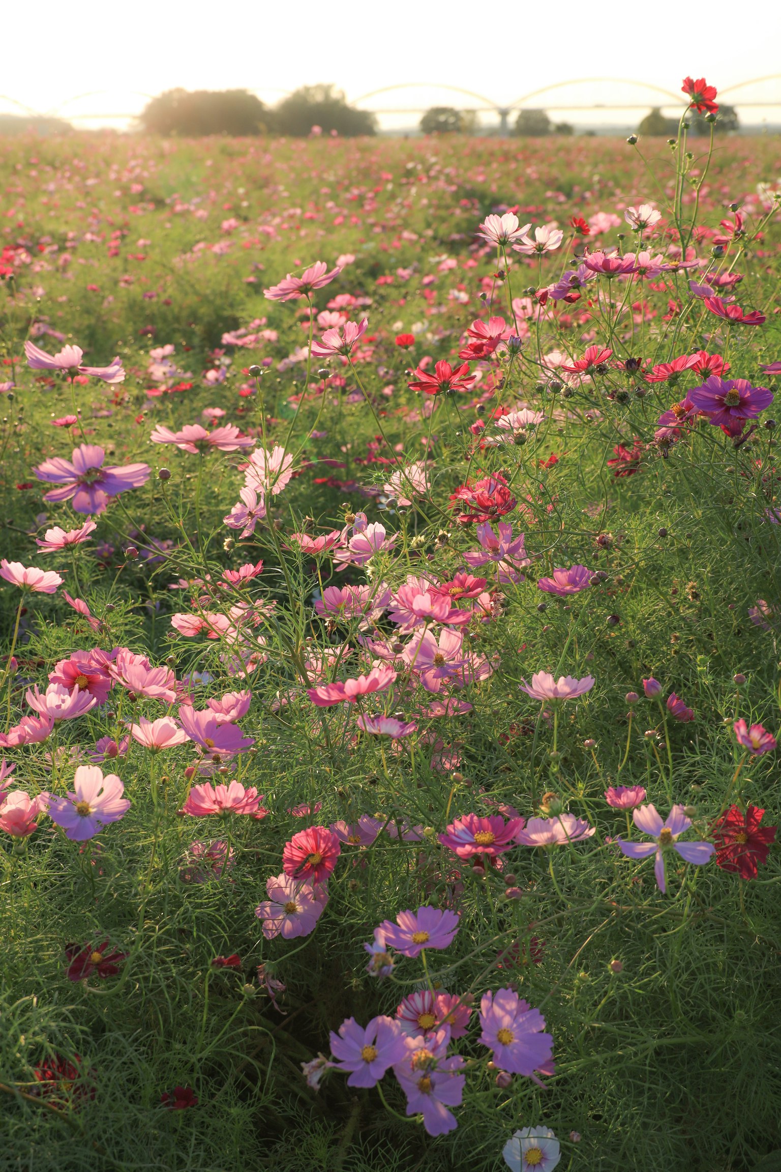 Un campo vibrante pieno di fiori colorati in fiore