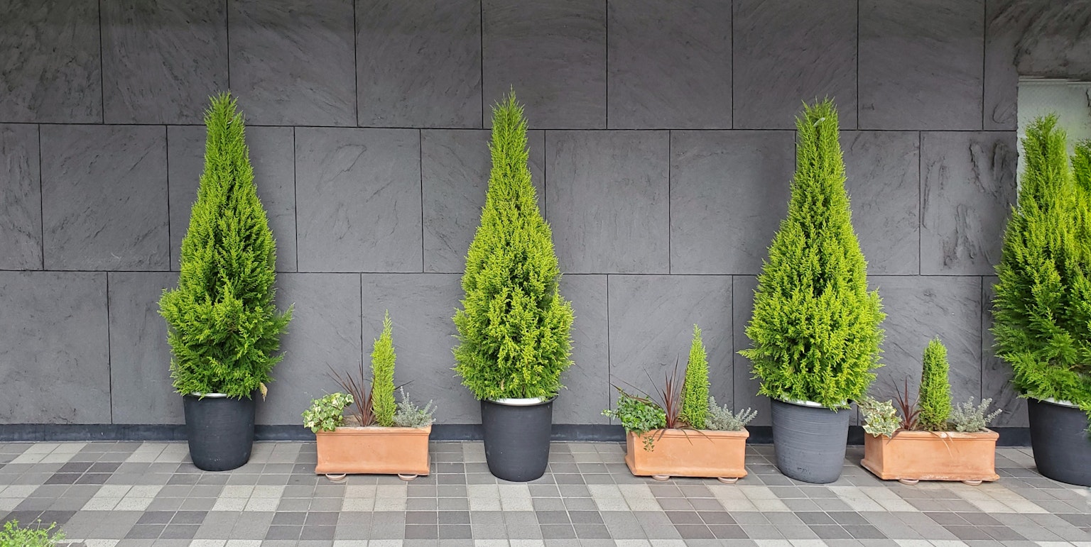 緑の植物が並ぶ鉢植えの風景　黒い壁の前に配置された多様な高さの植物