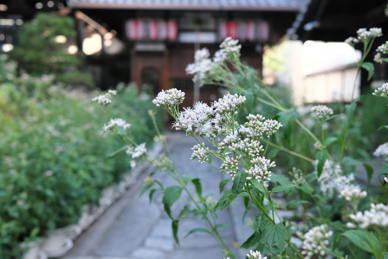 Weiße Blumen entlang eines Weges zu einem traditionellen japanischen Gebäude