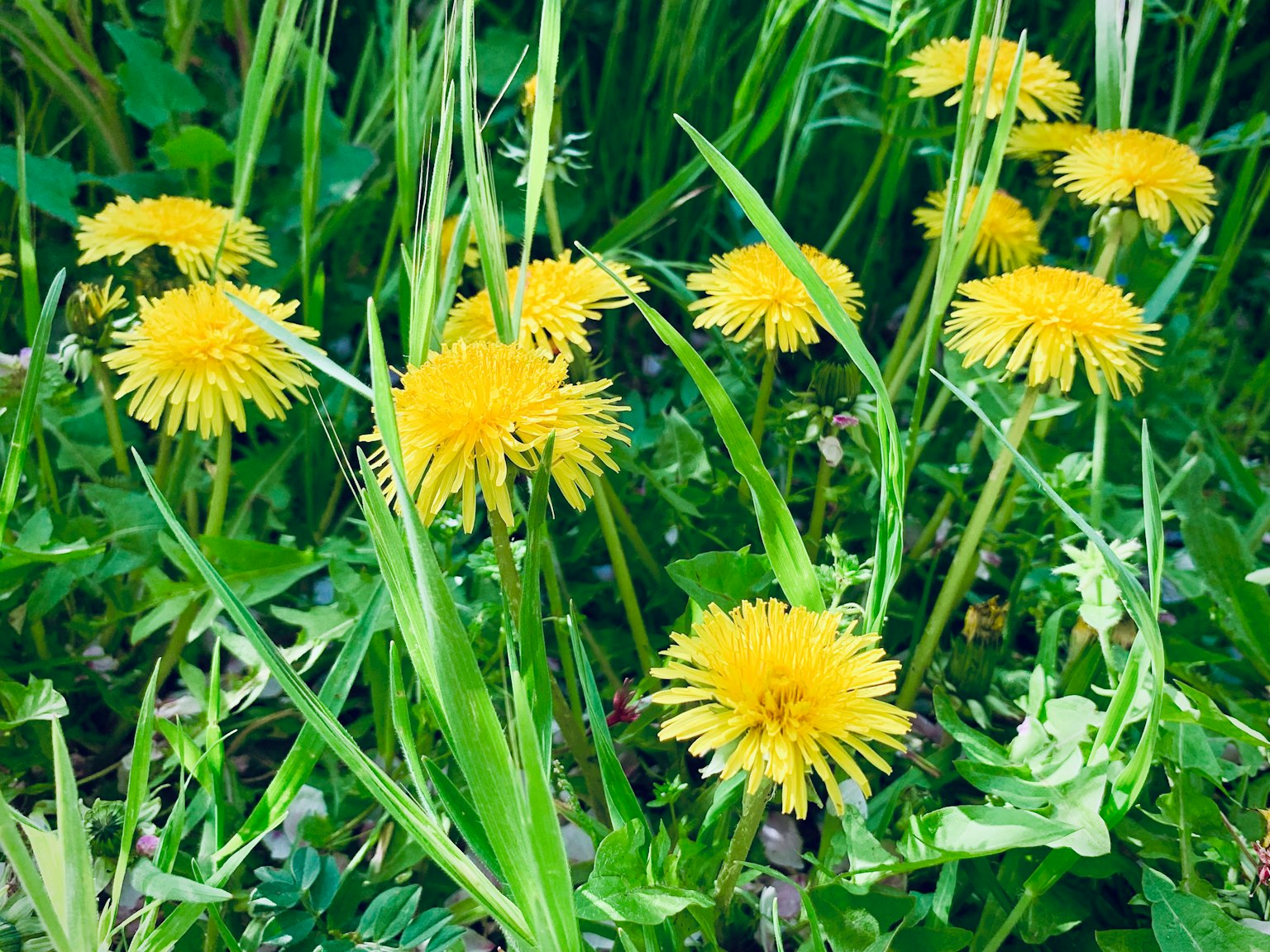 Sekelompok dandelion kuning cerah di lanskap berumput