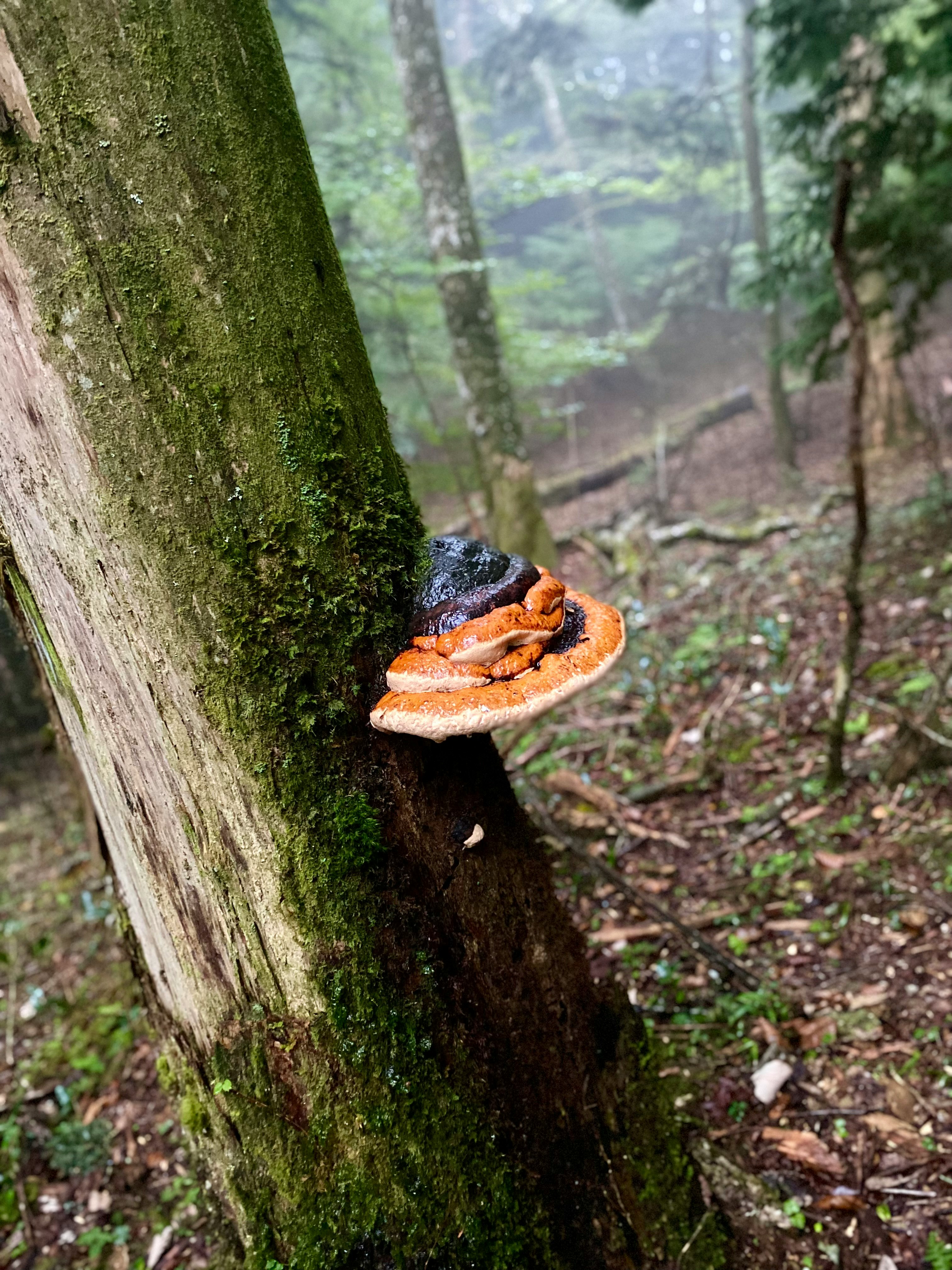 Des champignons orange poussant sur un tronc d’arbre couvert de mousse