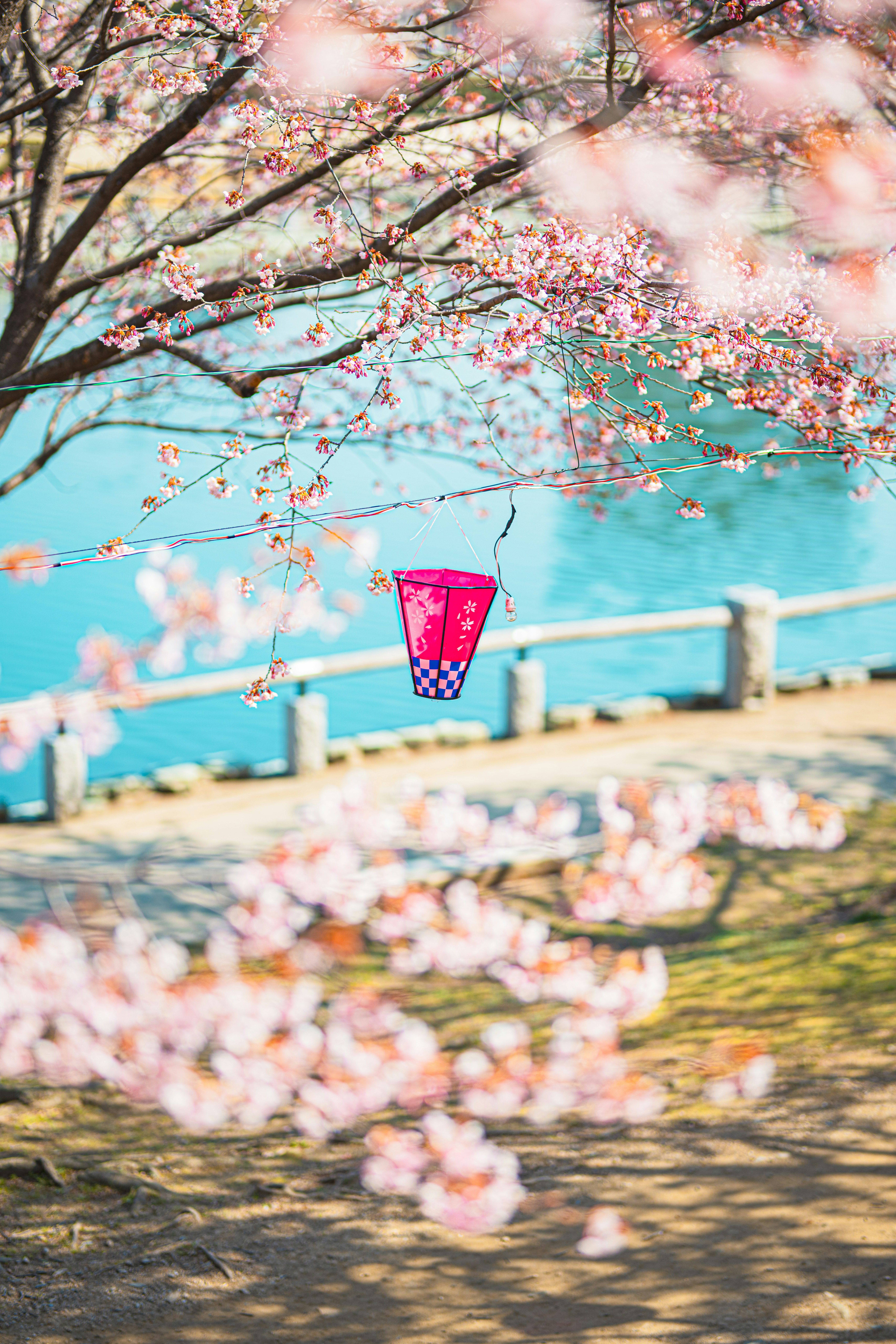 桜の花びらに囲まれた桜提灯のある風景