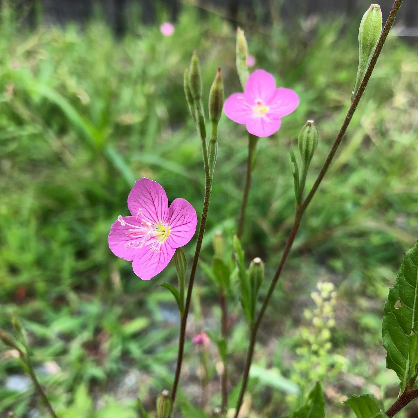 fiori rosa in piena fioritura in un prato