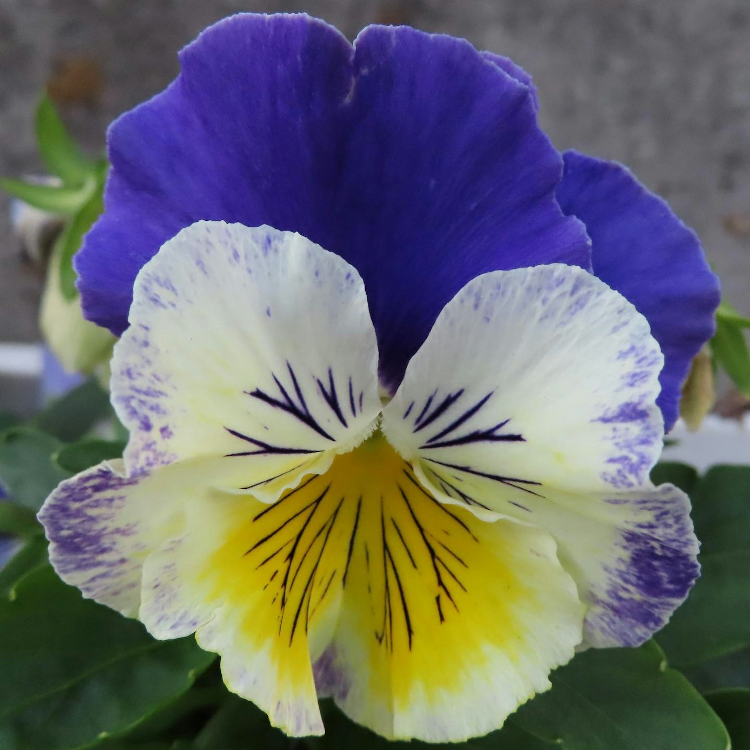 Bunga pansy yang indah dengan kelopak ungu dan kuning serta garis hitam di tengahnya