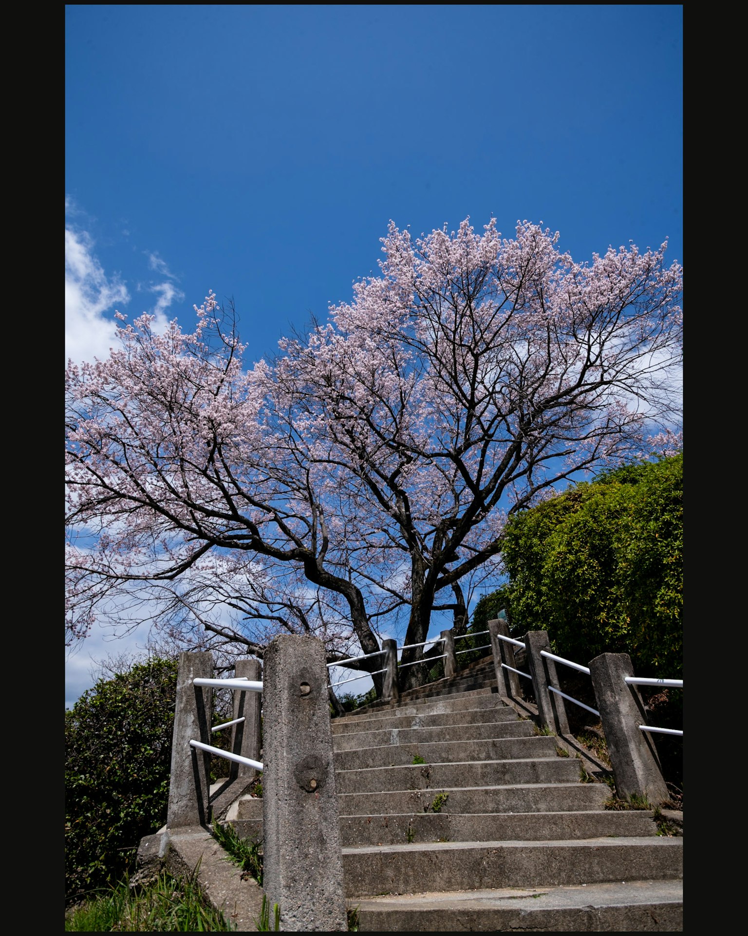Albero di ciliegio sotto un cielo blu con scale di pietra