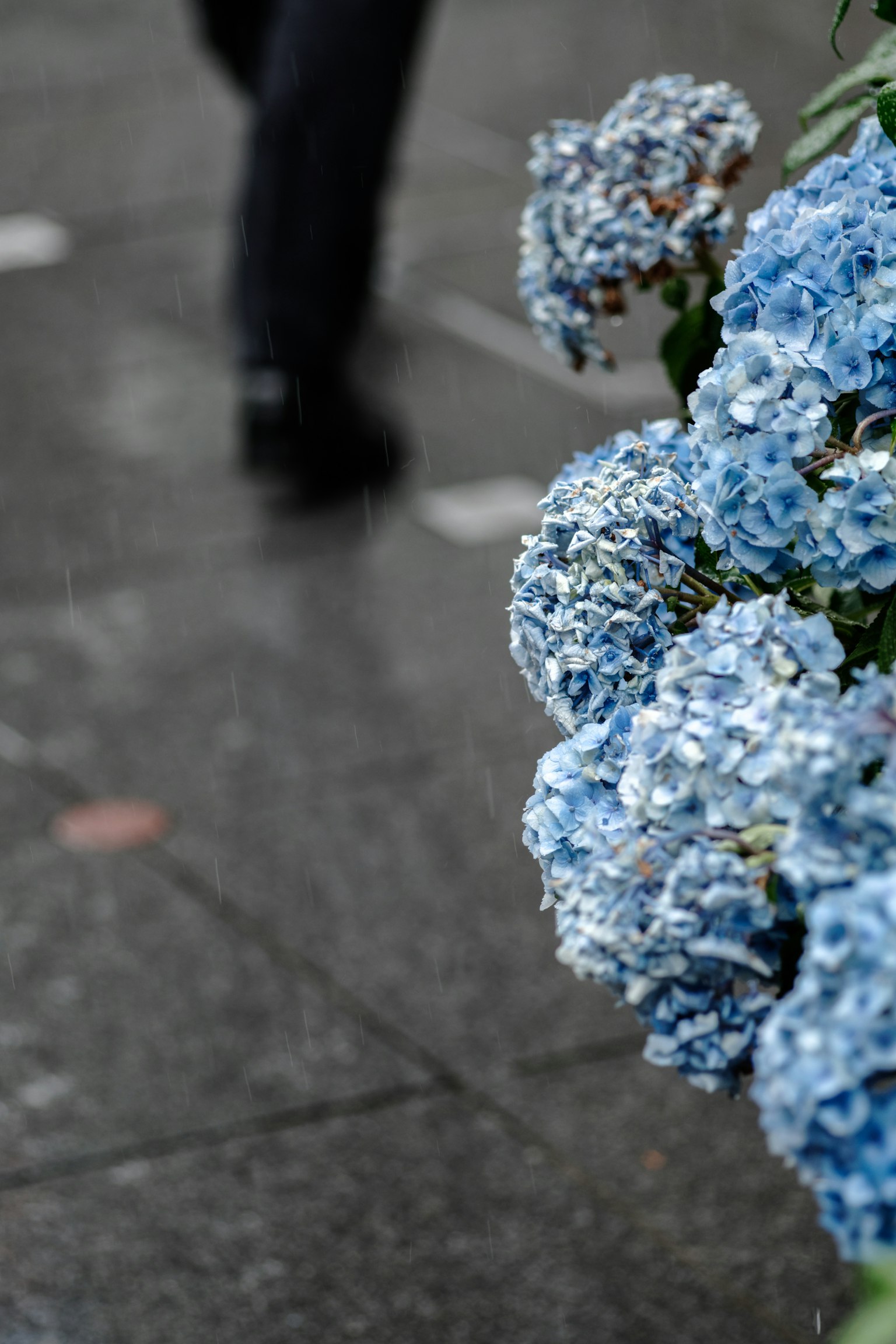Blaue Hortensienblüten mit den Beinen einer Person im Hintergrund